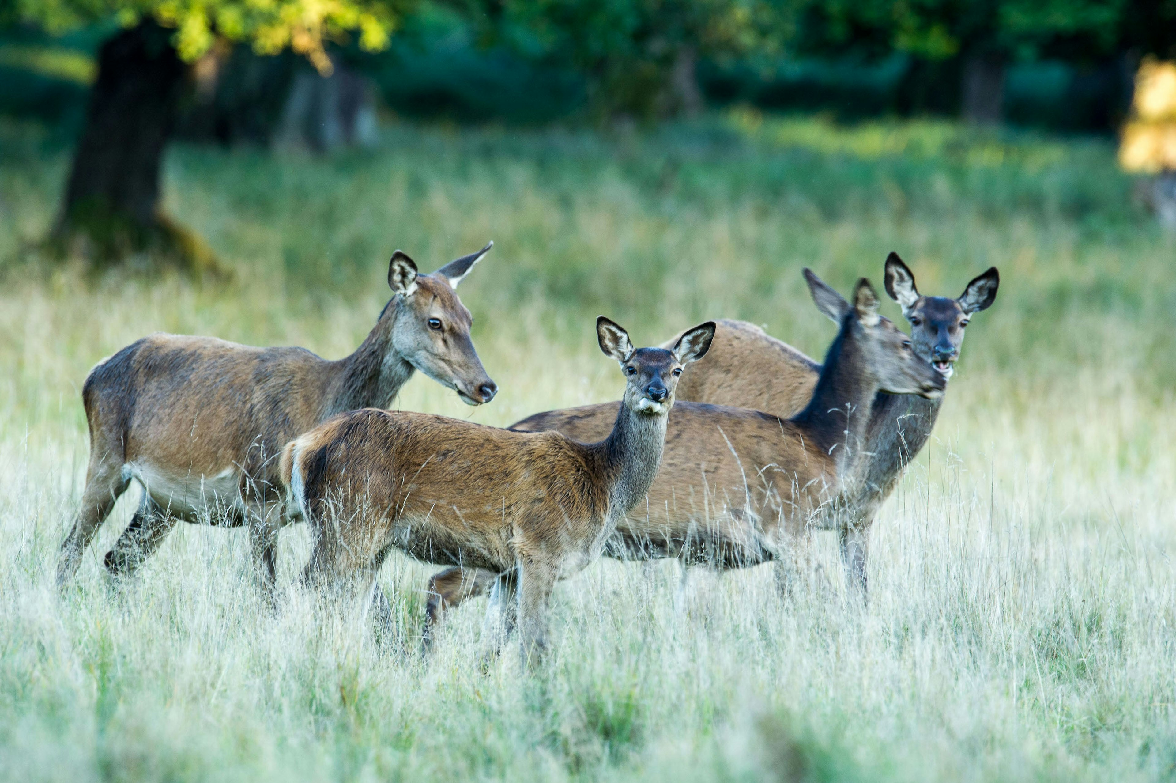 Deer at Dyrehaven park in Copenhagen, Dnemark.
Dyrehaven, Copenhagen, Capital Region of Denmark, Zealand, Denmark, Scandinavia, Europe, outdoors, daytime, nobody, wildlife, animals, four animals, deer, mammal, grass, nature reserve, nature, natural world, travel, travel destinations