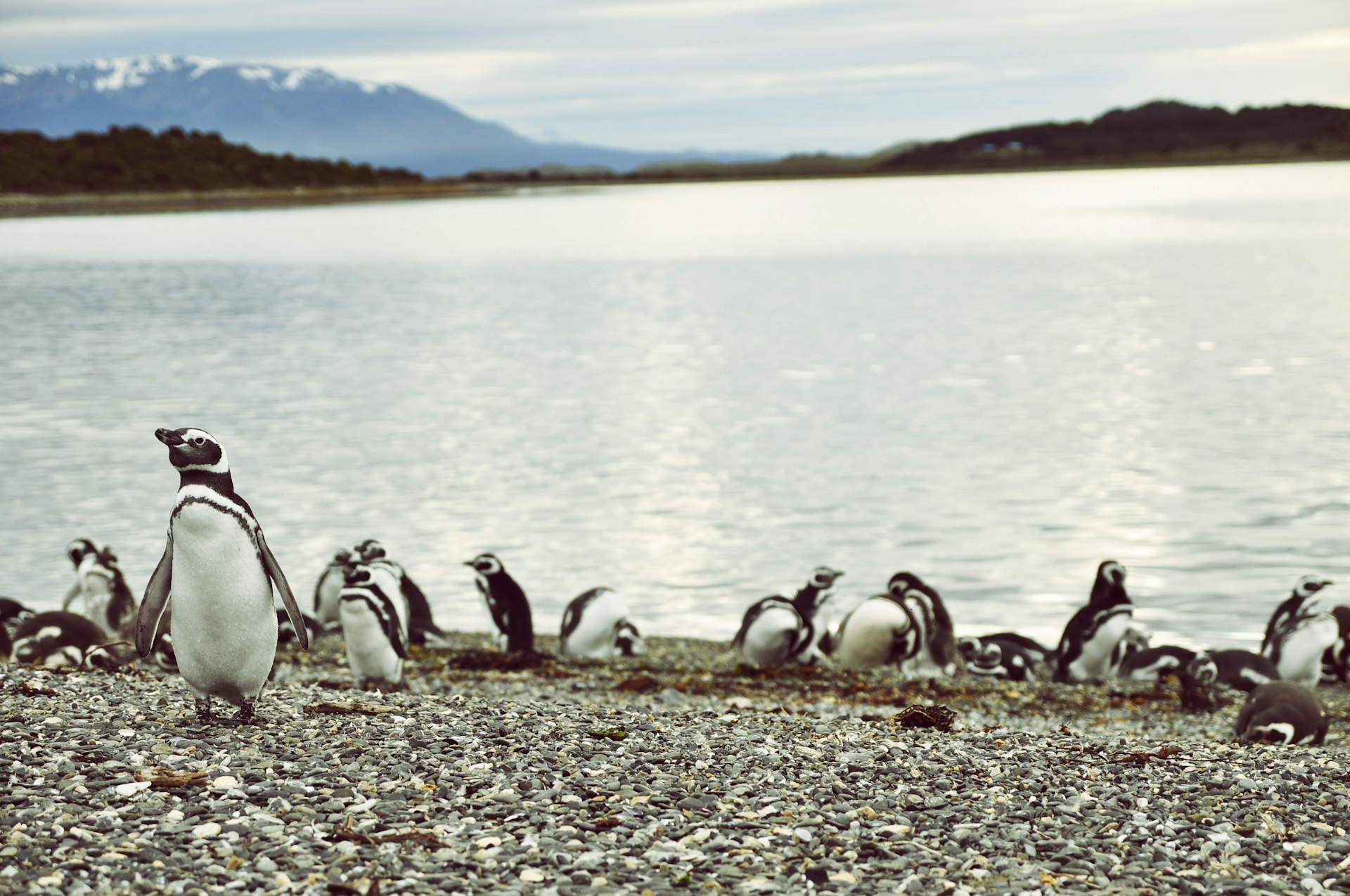 Penguins on a beach in Patagonia, Argentina