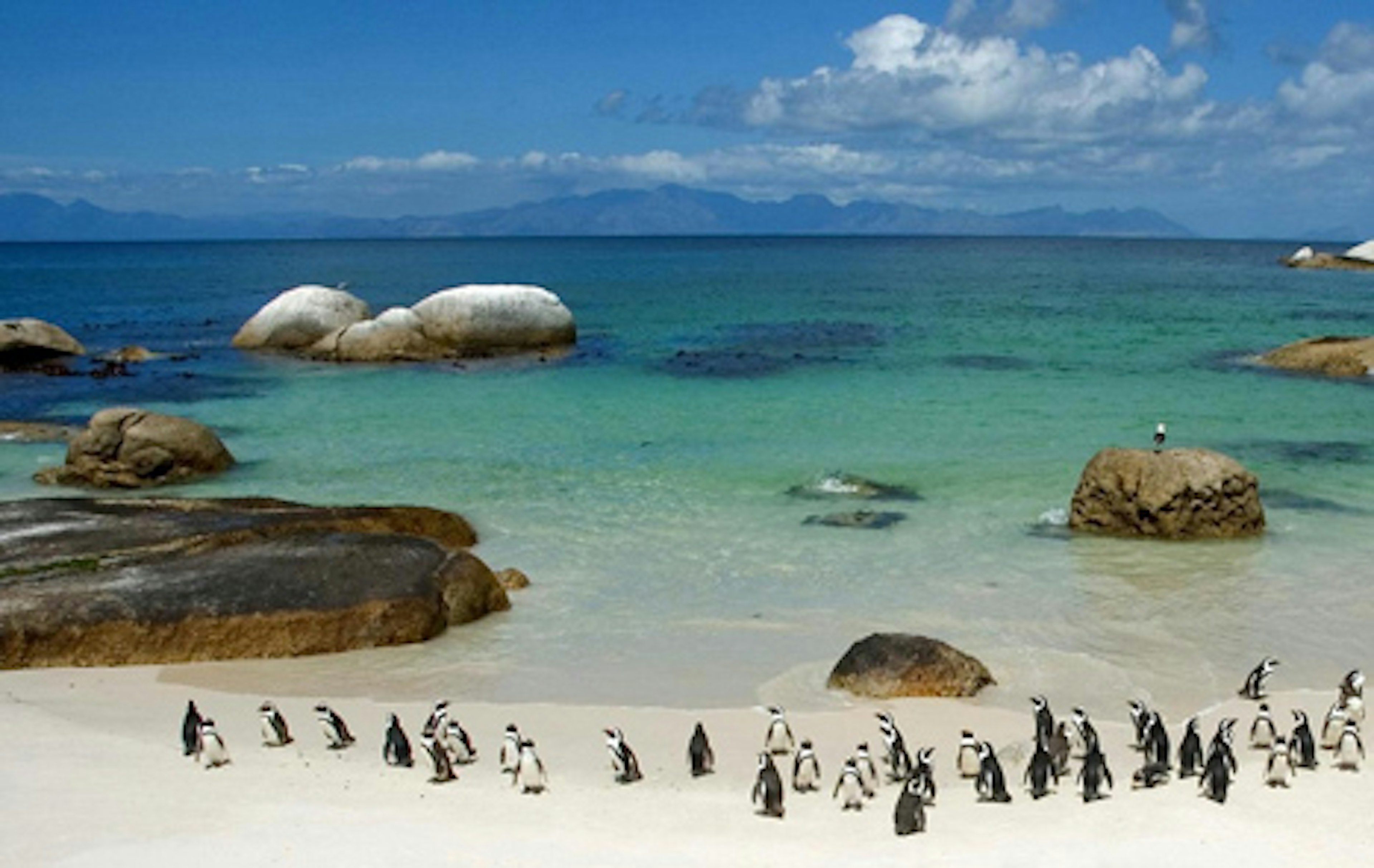 Penguins on Boulder Beach, South Africa