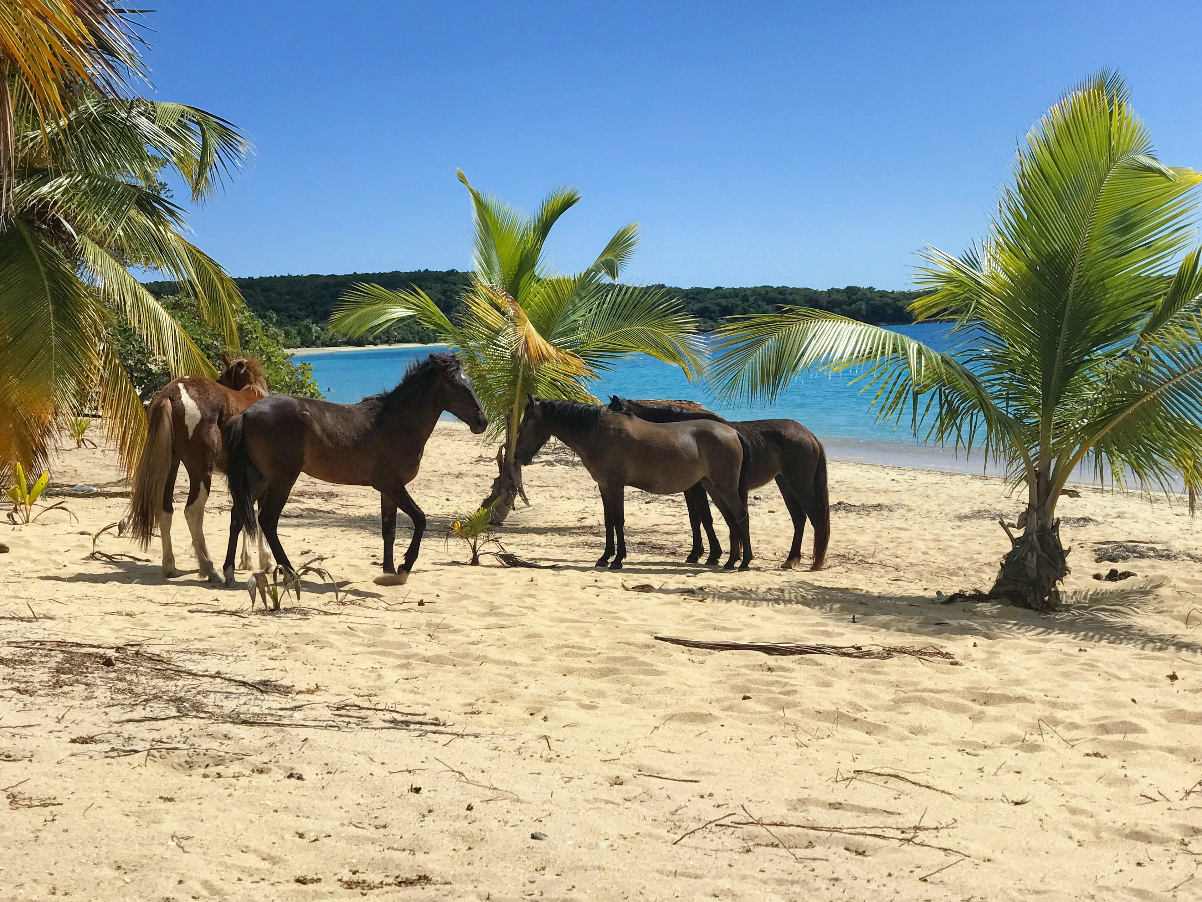 Horses on the bach in Vieques, Puerto Rico