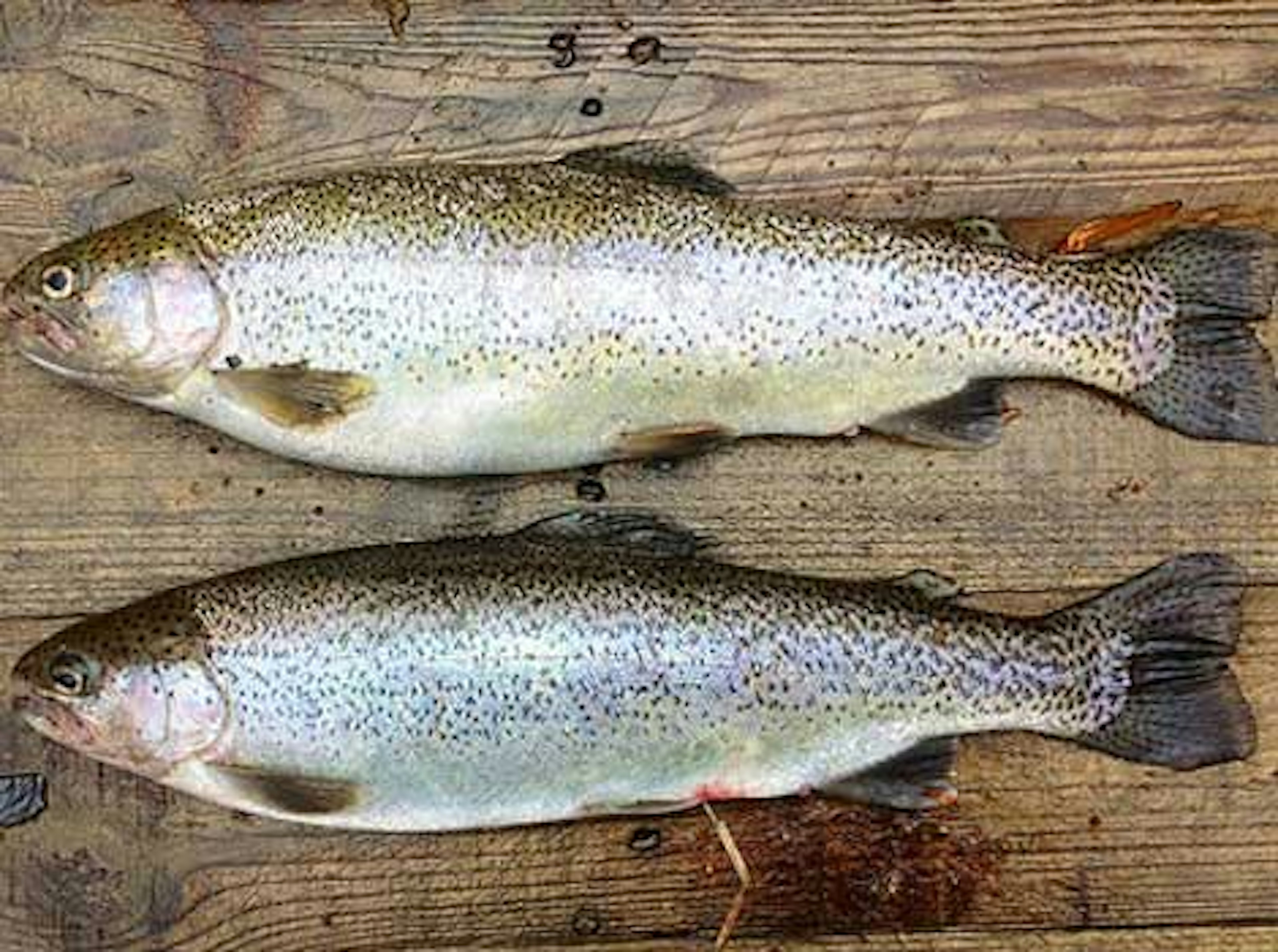 Trout by 03Marine. Creative Commons ShareAlike Licence