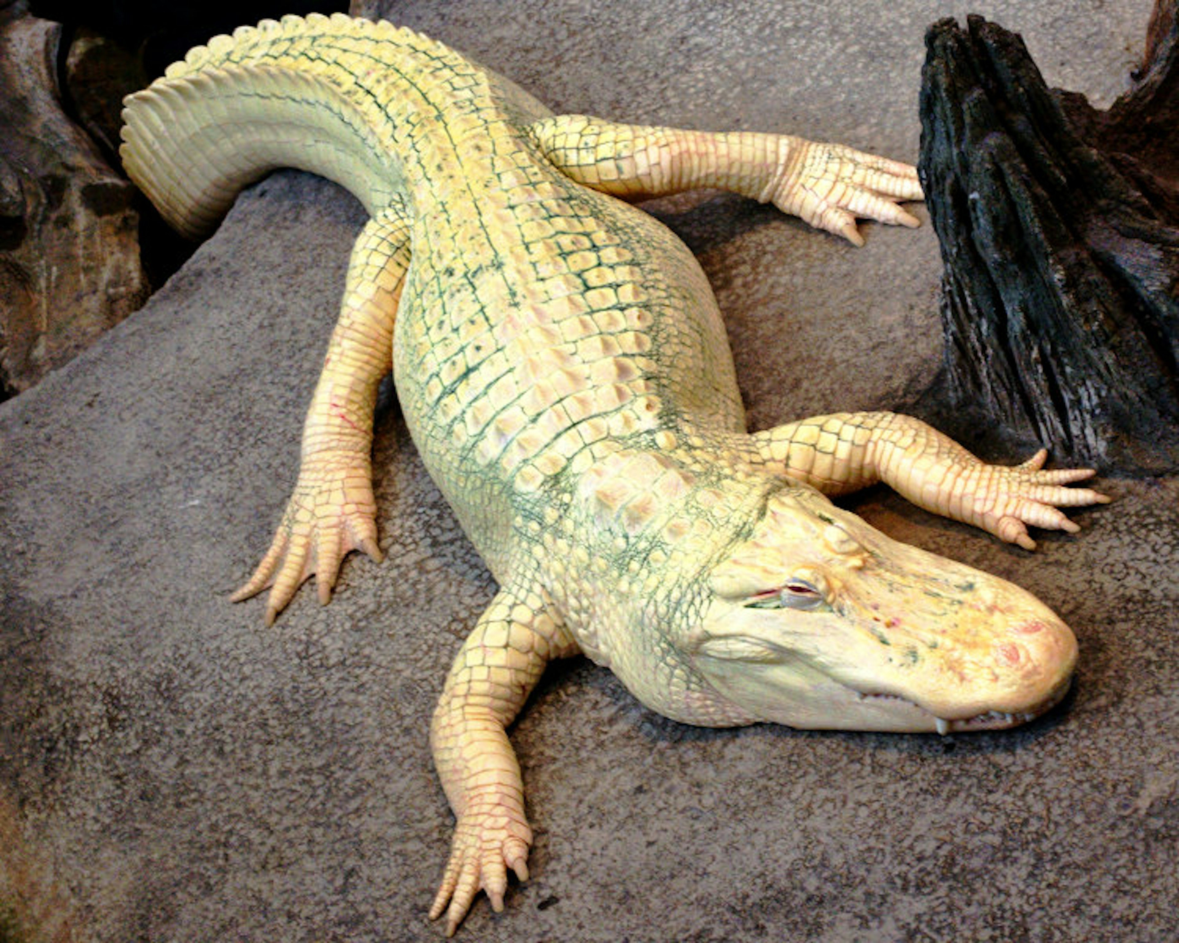 Claude the albino alligator is a favorite with visitors to the California Academy of Sciences. Image by Tom Hilton / CC by 2.0