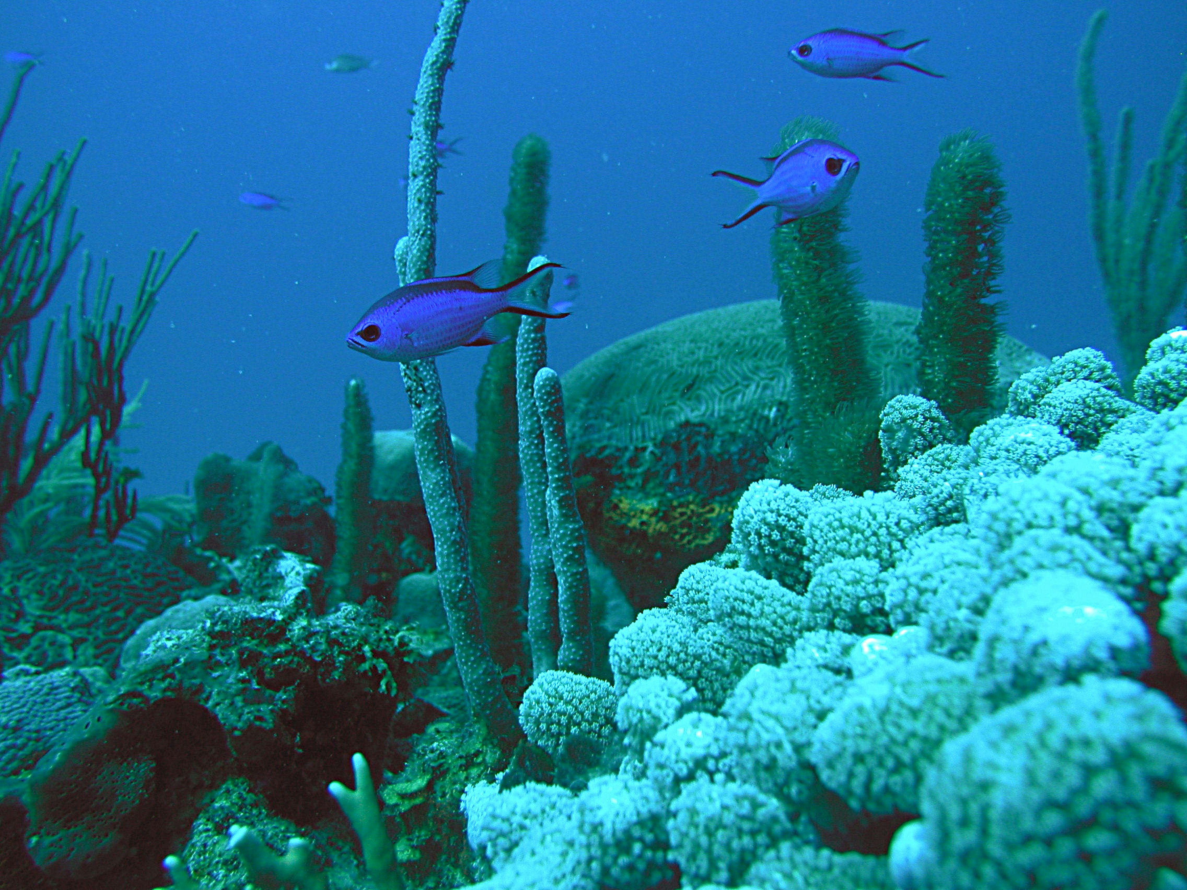 Puerto Rico's waters are prime snorkeling territory. Image by NOAA Photo Library / CC by 2.0