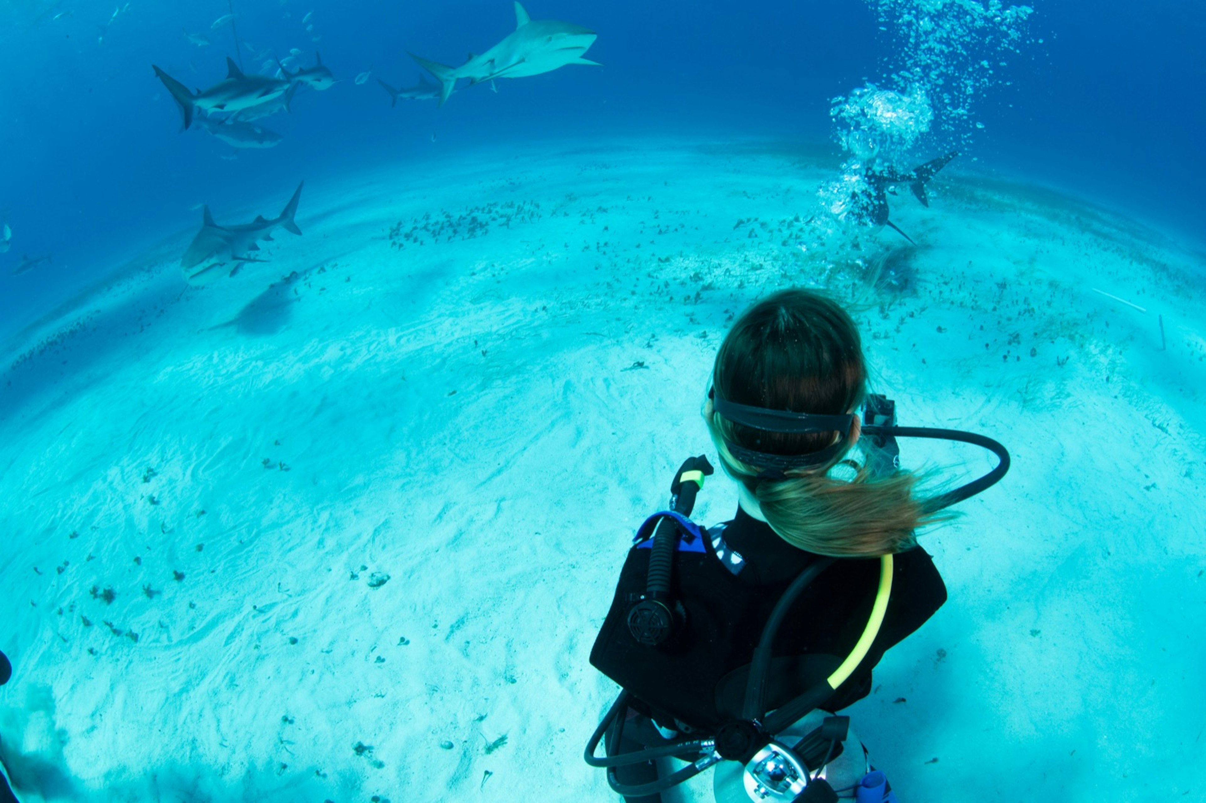 three sharks swim around a diver while she photographs them