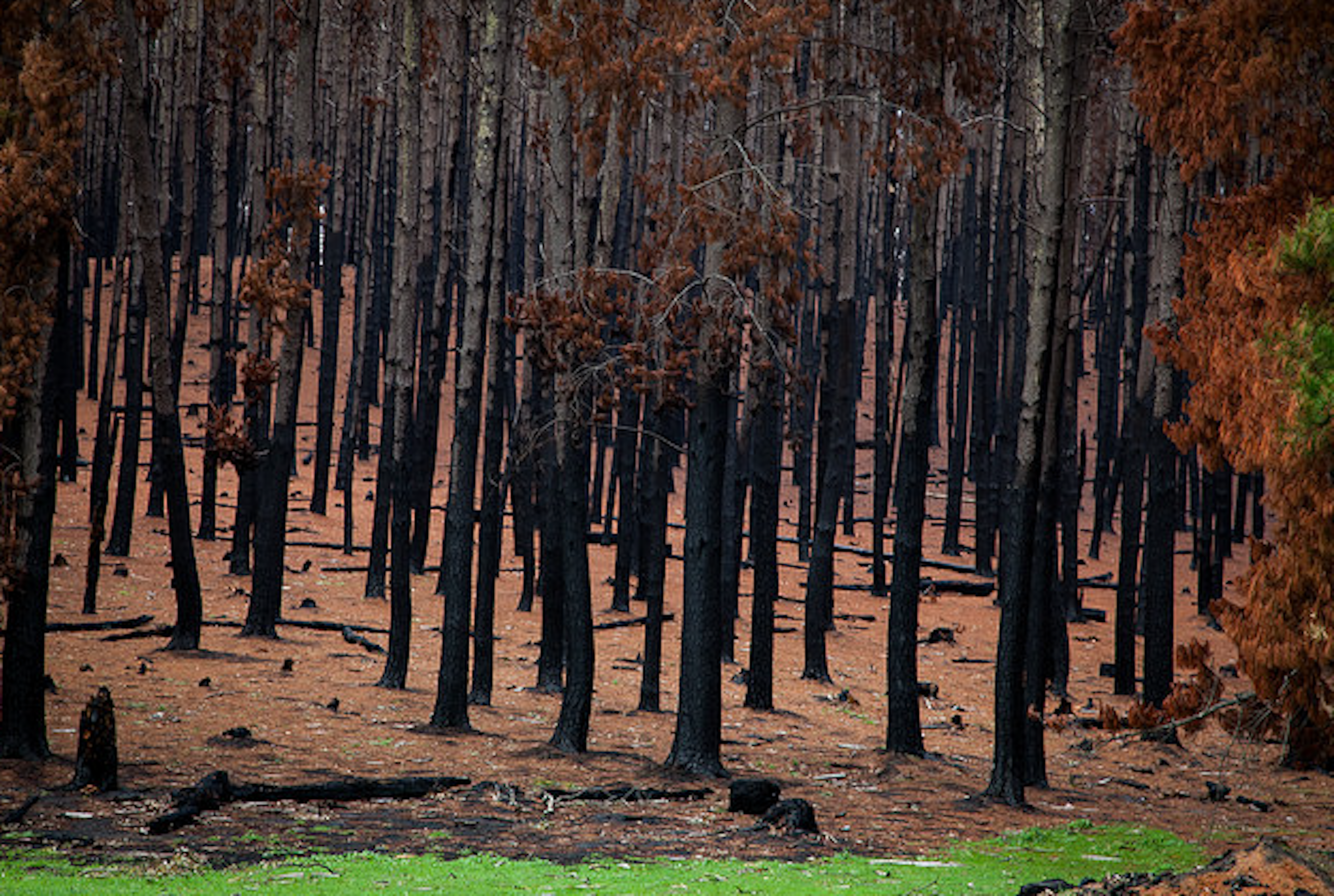 Adelaide bush recovers from a previous bushfire.