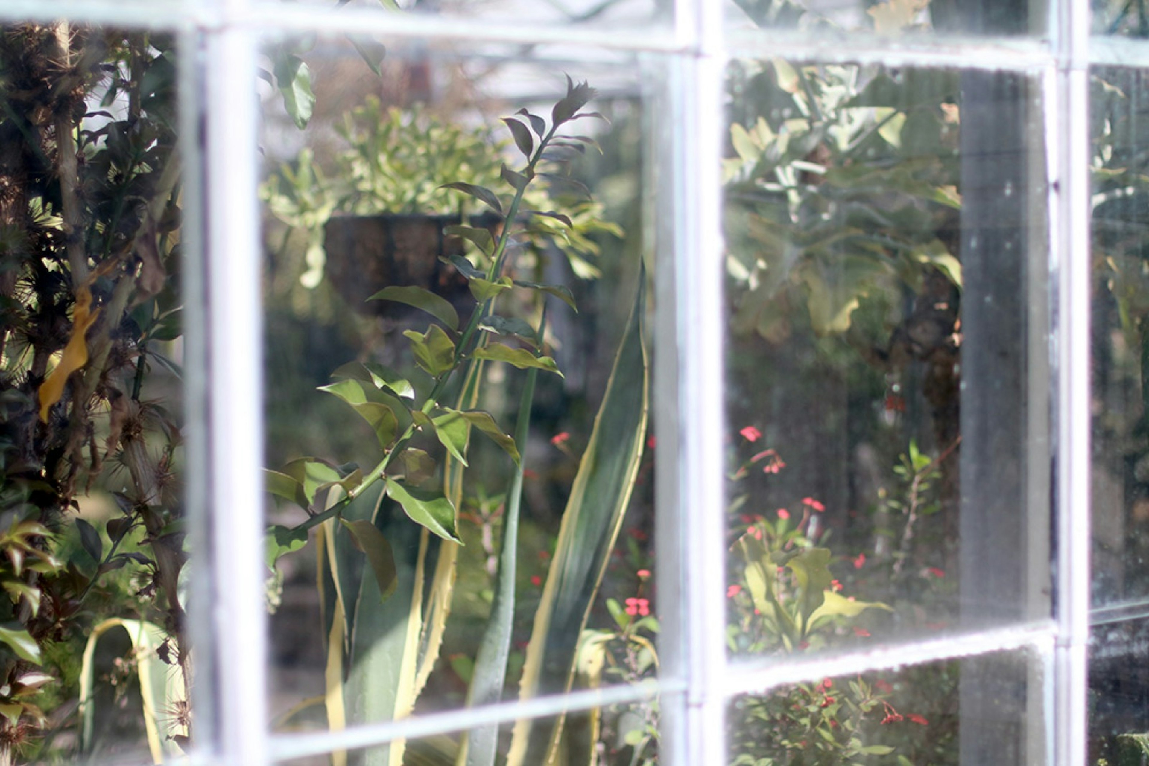 A plant presses up against a pane of glass held in by white painted rails