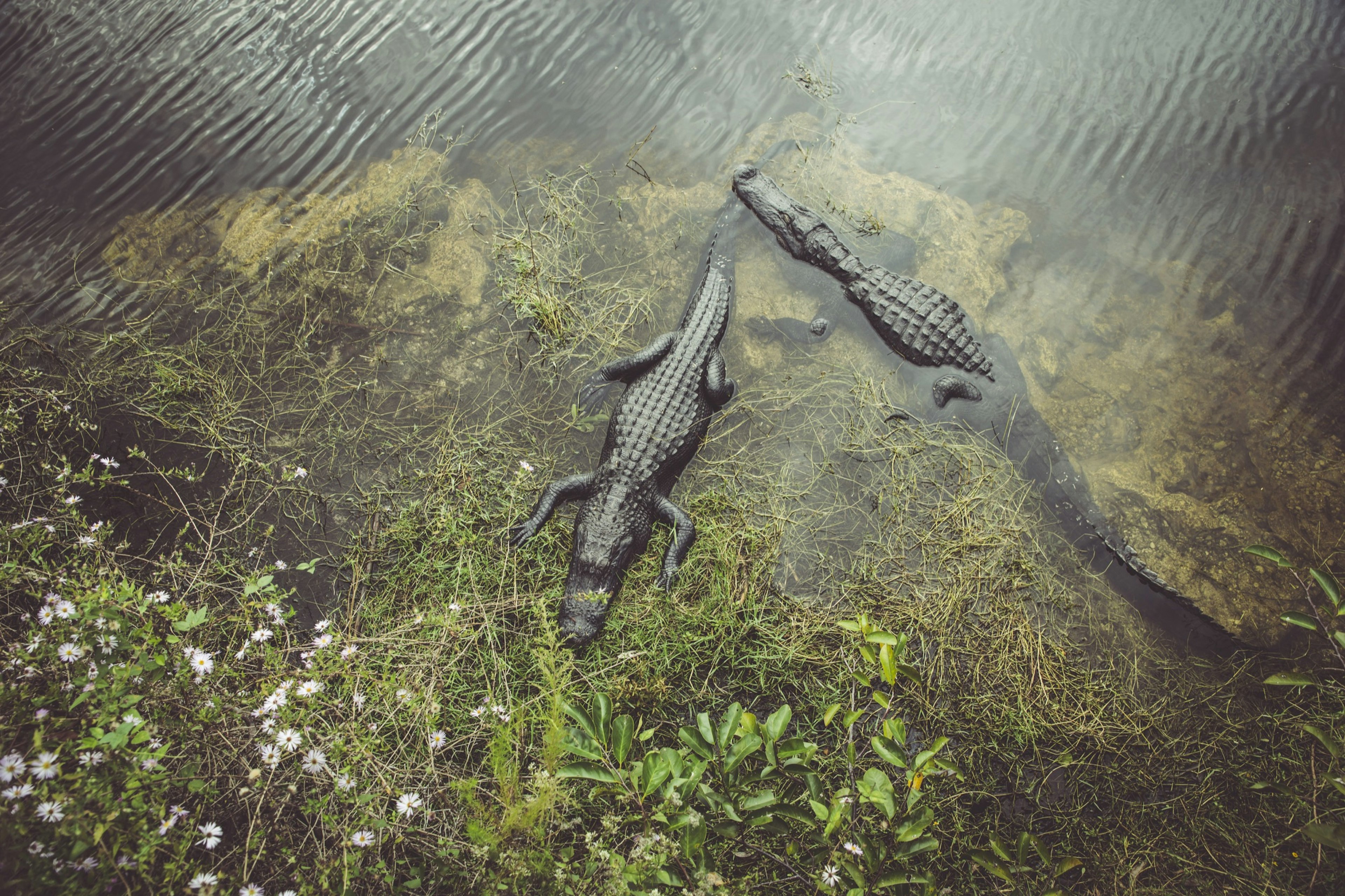 Looking down on two alligators floating in some marshy water in Florida