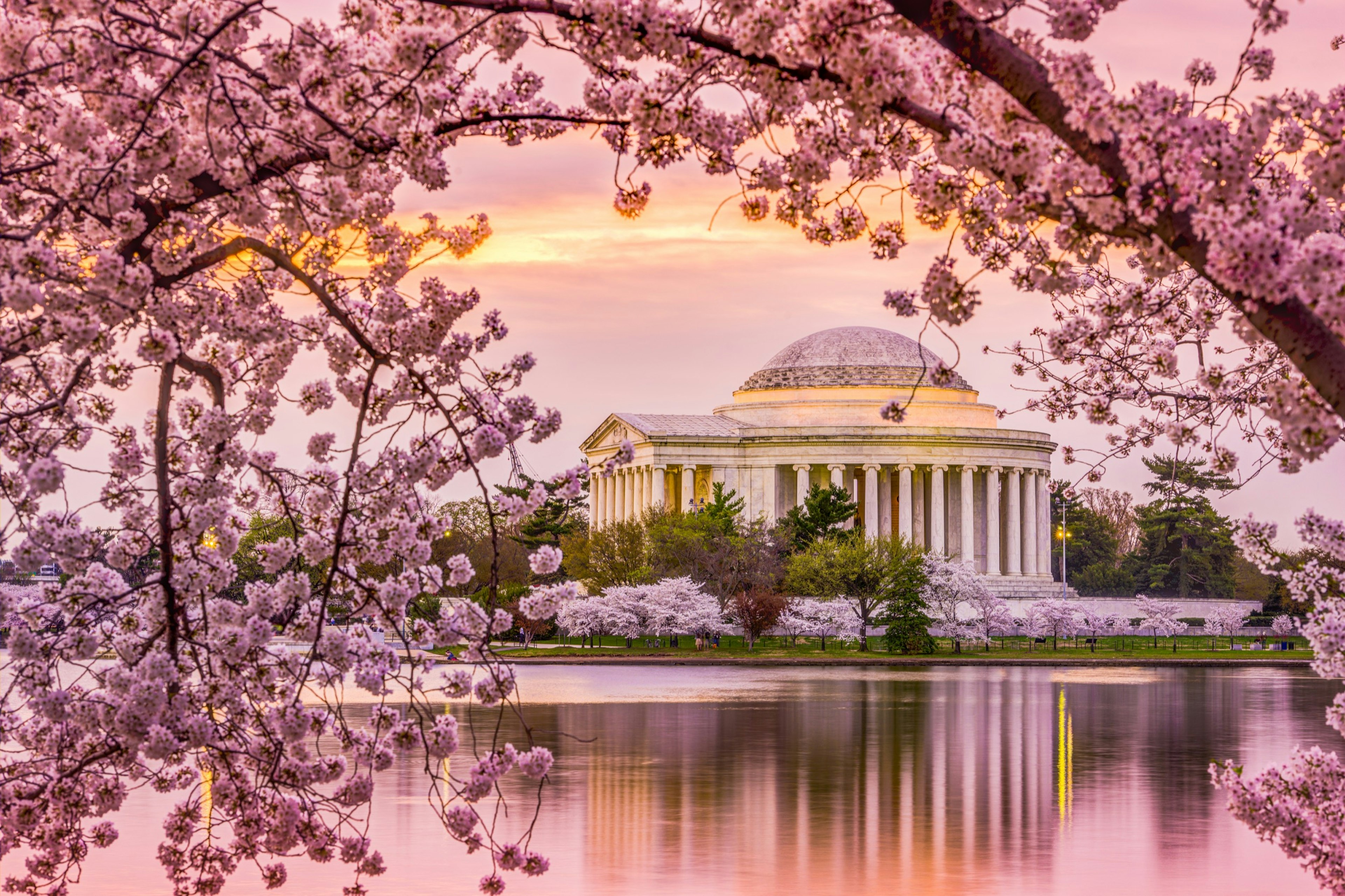 The domed rotunda of the Jefferson Memorial is reflected in the Potomac as a pink sky and cherry blossoms fill the sky