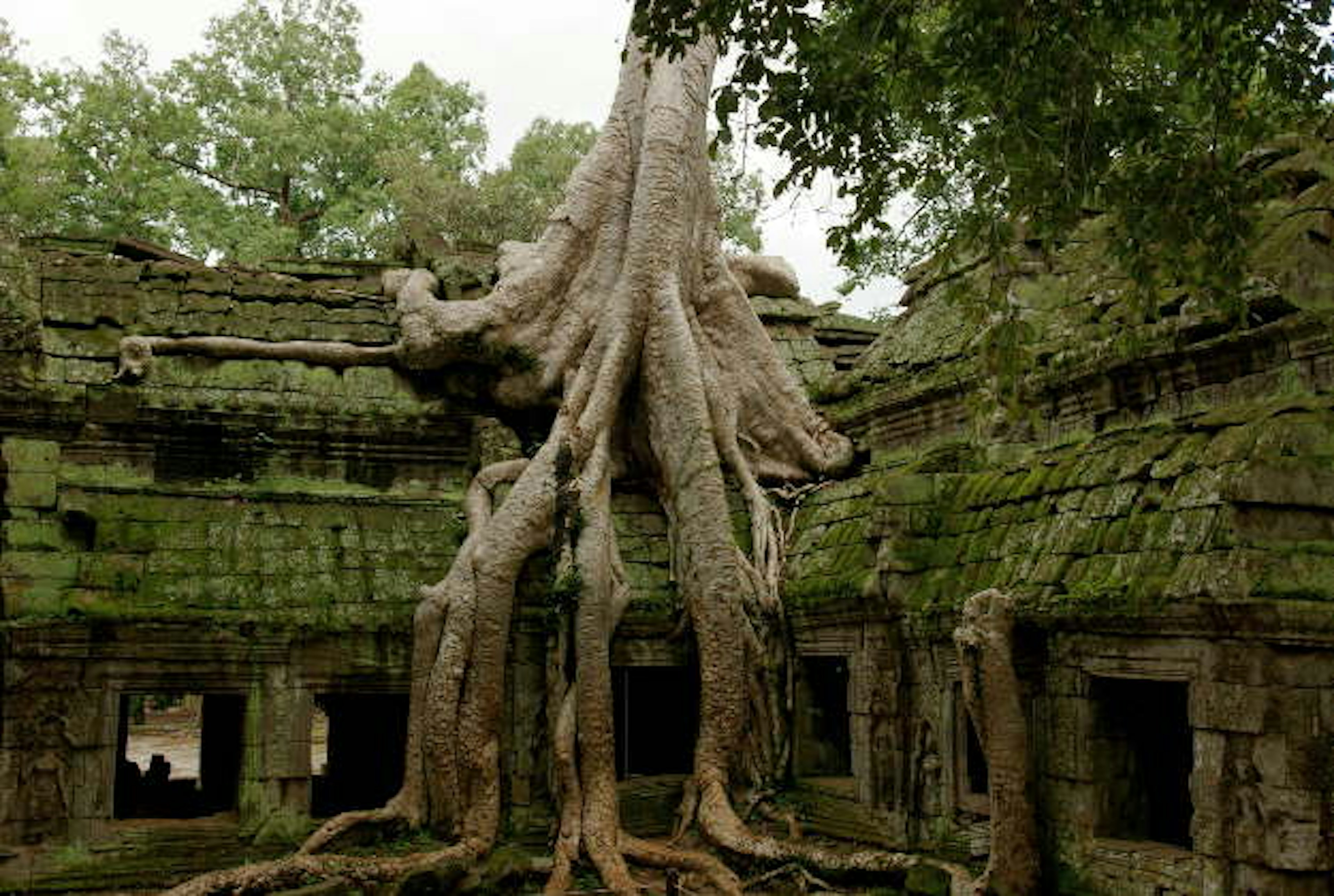 The forests around the temples of Angkor Wat.