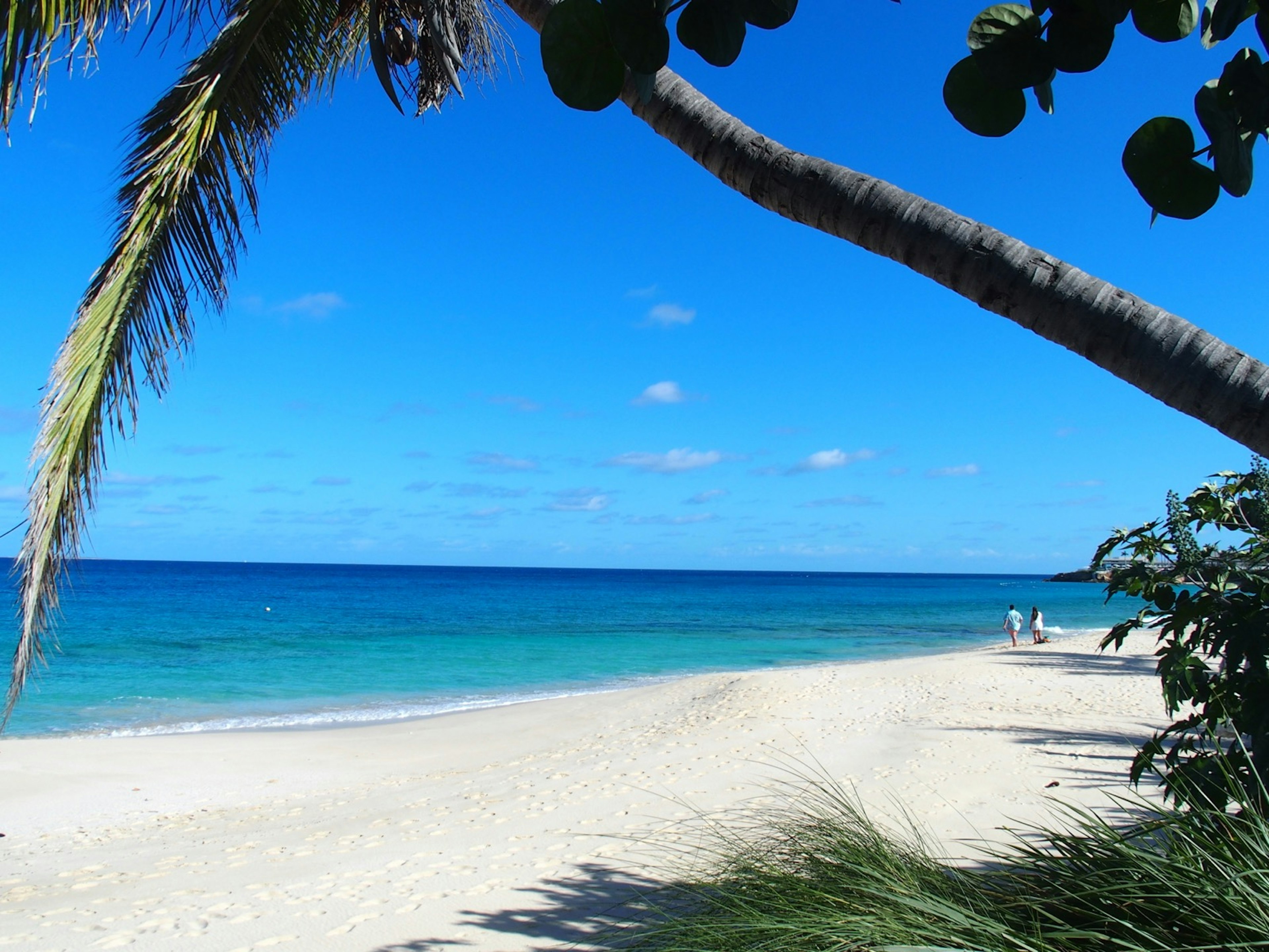 A palm tree leans over the white sand of Barnes Bay in Anguilla