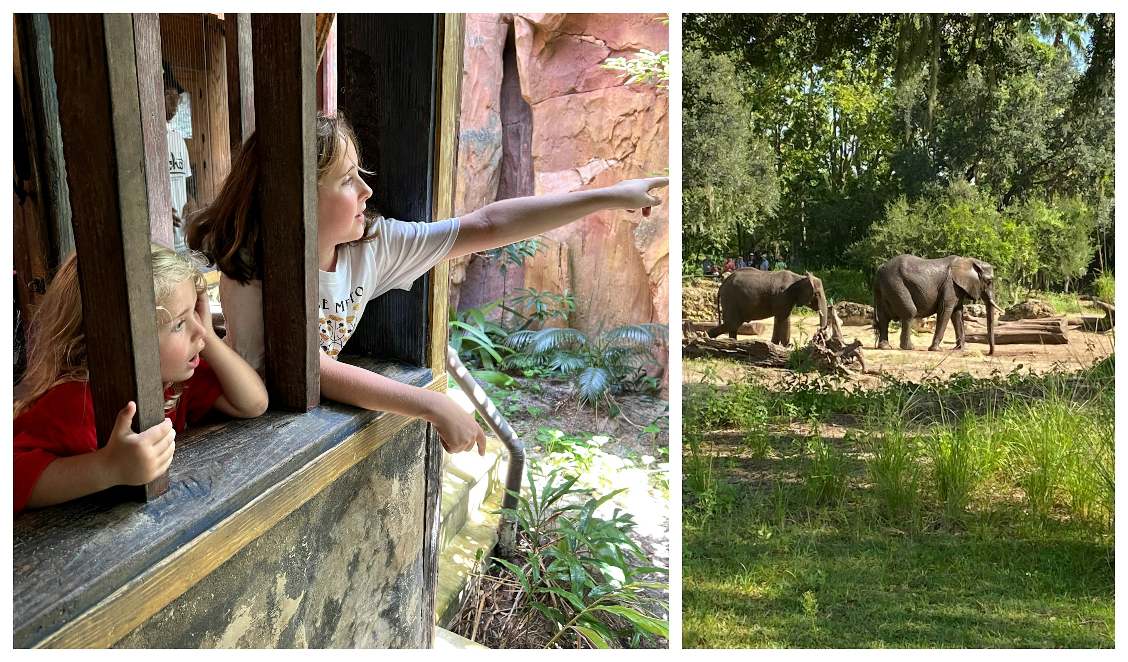 Left: two kids look through wooden slats towards an animal enclosure; right: two elephants