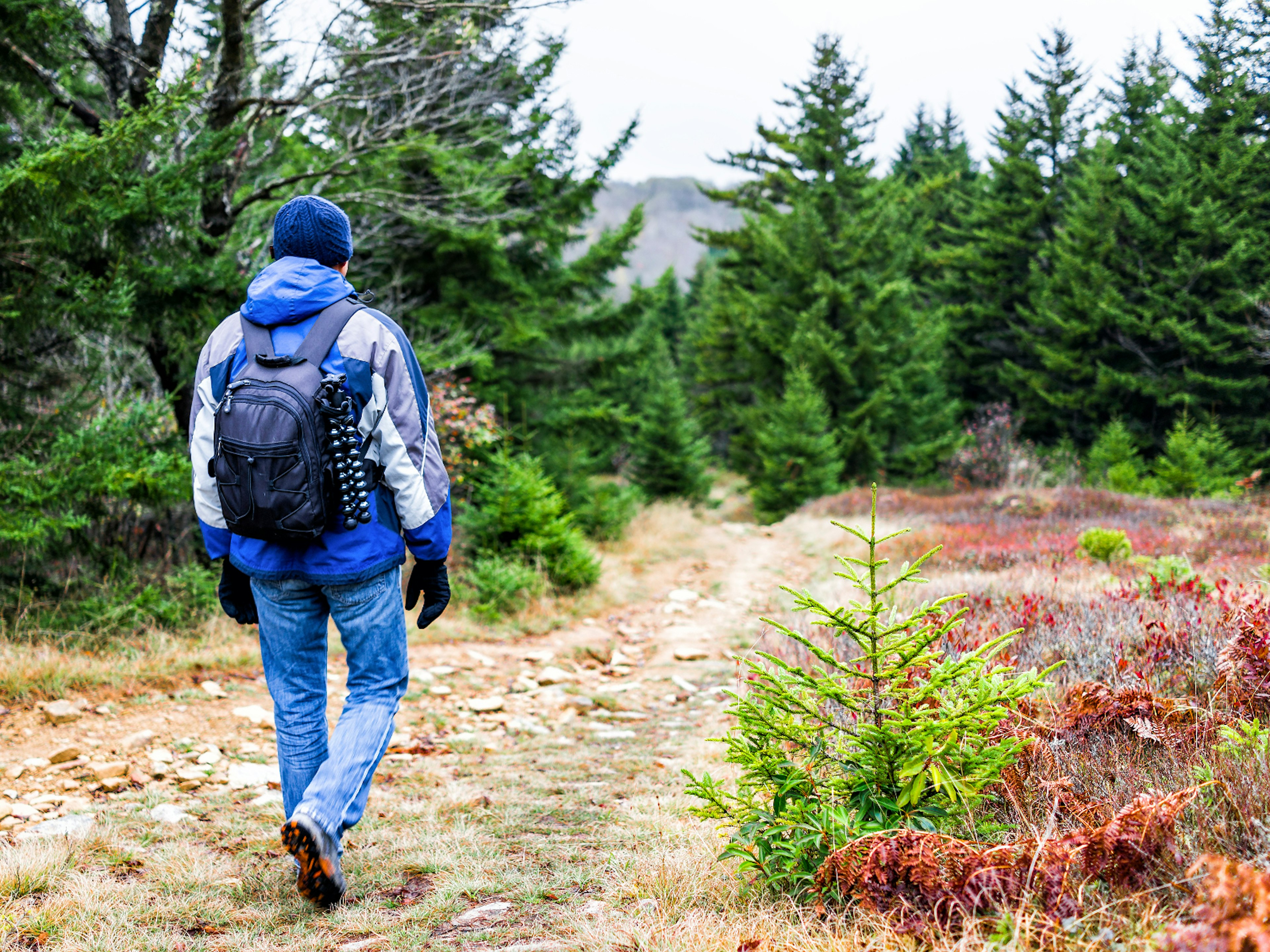 A man walking along a forested section of the Appalachian Trail