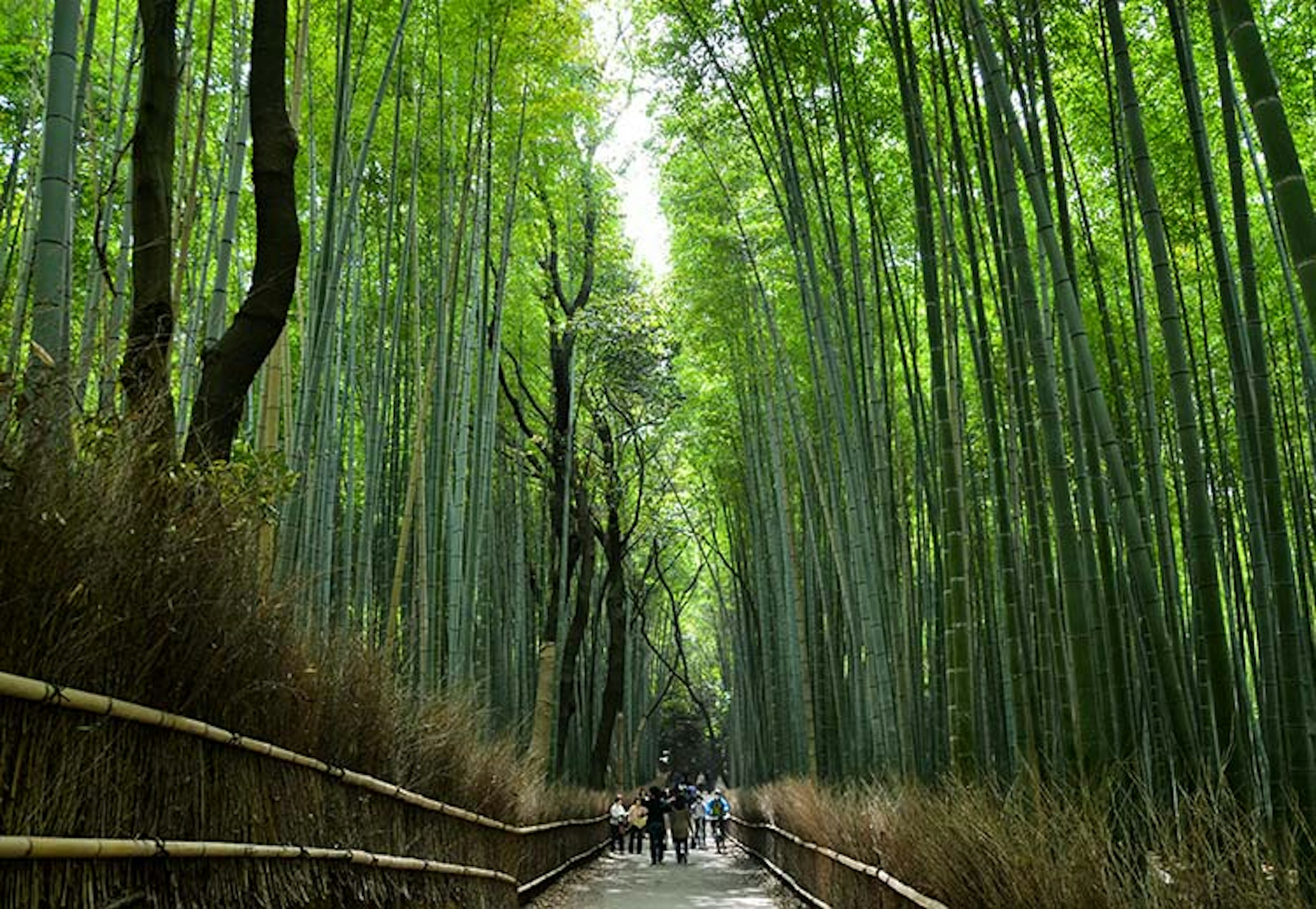 The neck-craning bamboo grove in Kyoto's Arashiyama district. Image by Dom Crossley / CC BY 2.0