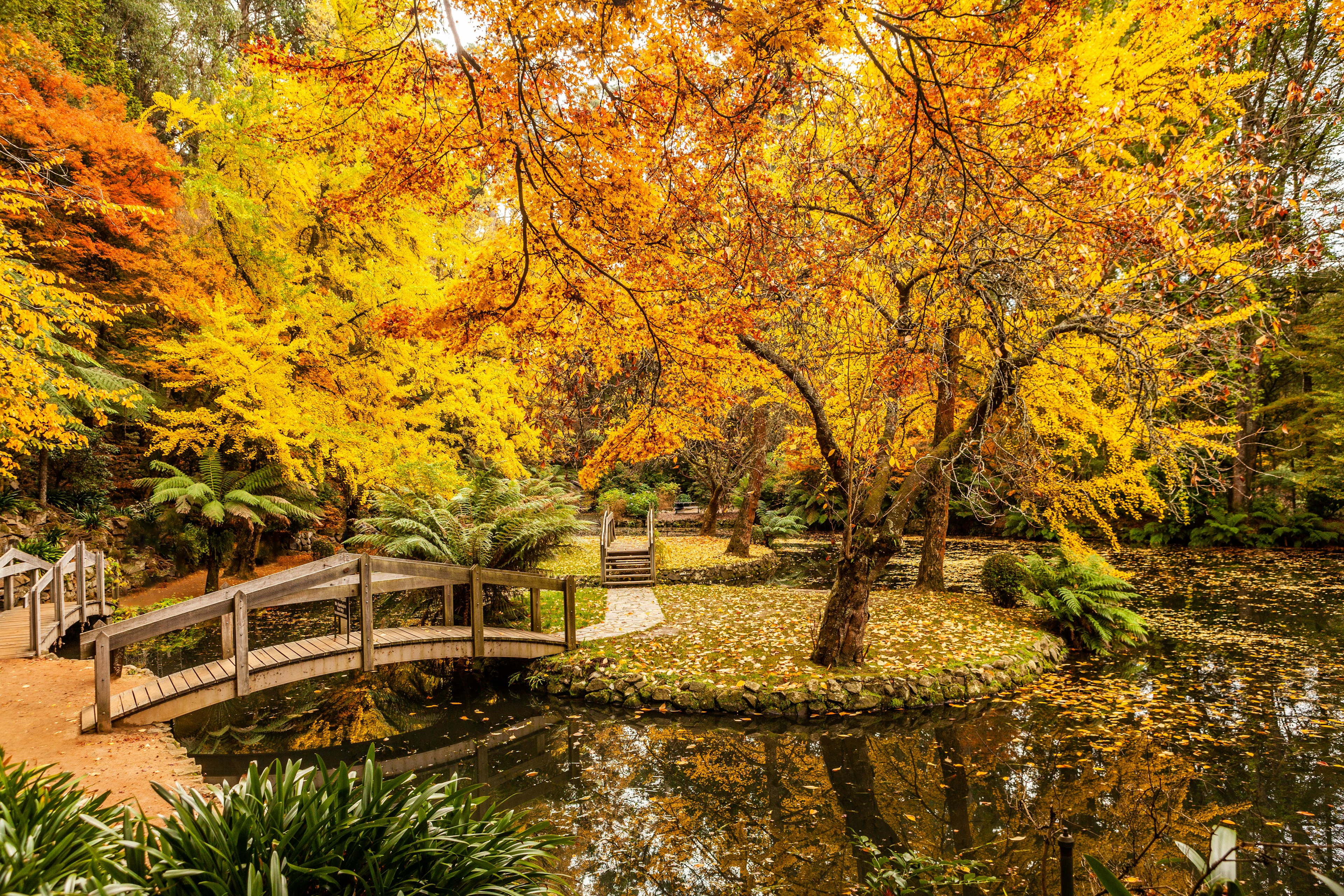 Bridges span islands in a small lake as brilliant yellow trees drop leaves all over the ground at Alfred Nicholas Memorial Gardens in Australia's Dandenong Ranges
