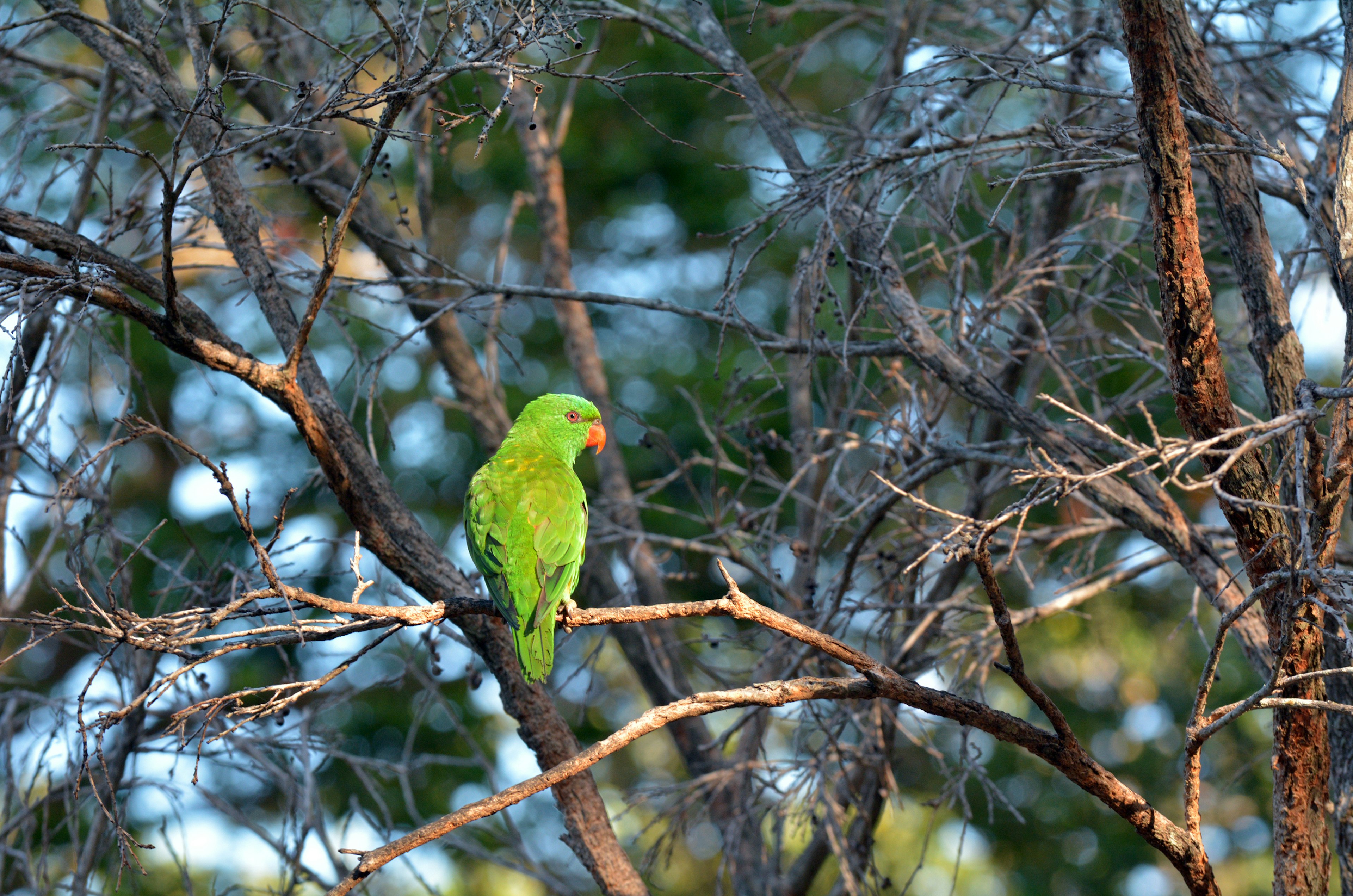 478743726
Rainforest, Sumba, Bird Watching, Coastline, Eclectus Parrot, Sitting, Indigenous Culture, Multi Colored, National Landmark, East, Wildlife, Nature, Guinea, Queensland, Australia, Papua New Guinea, Solomon Islands, Parrot, Bird, Animal, Living Organism
One rare male Eclectus parrots sit on a tree.