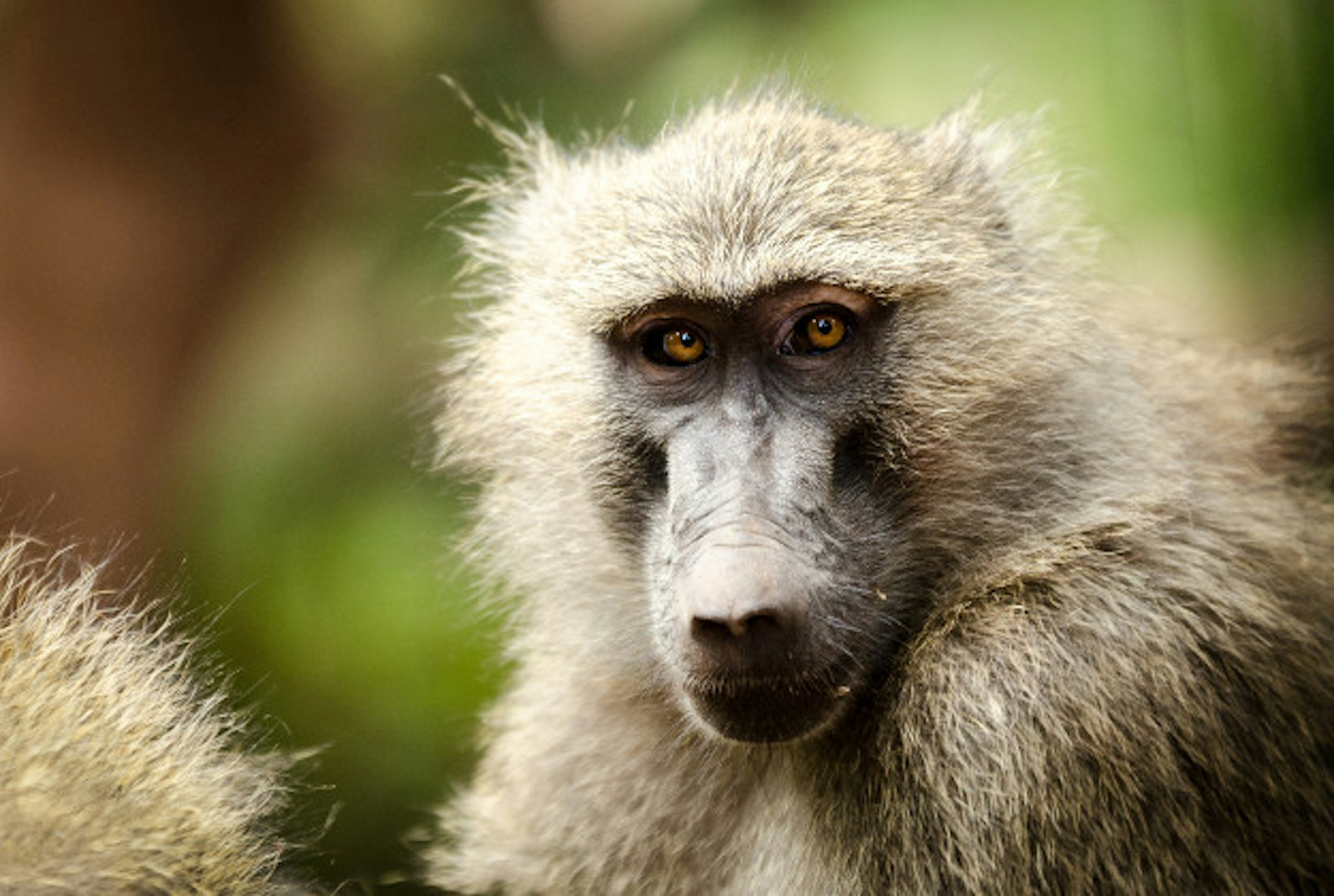 Cheeky baboons chew through radio cables.