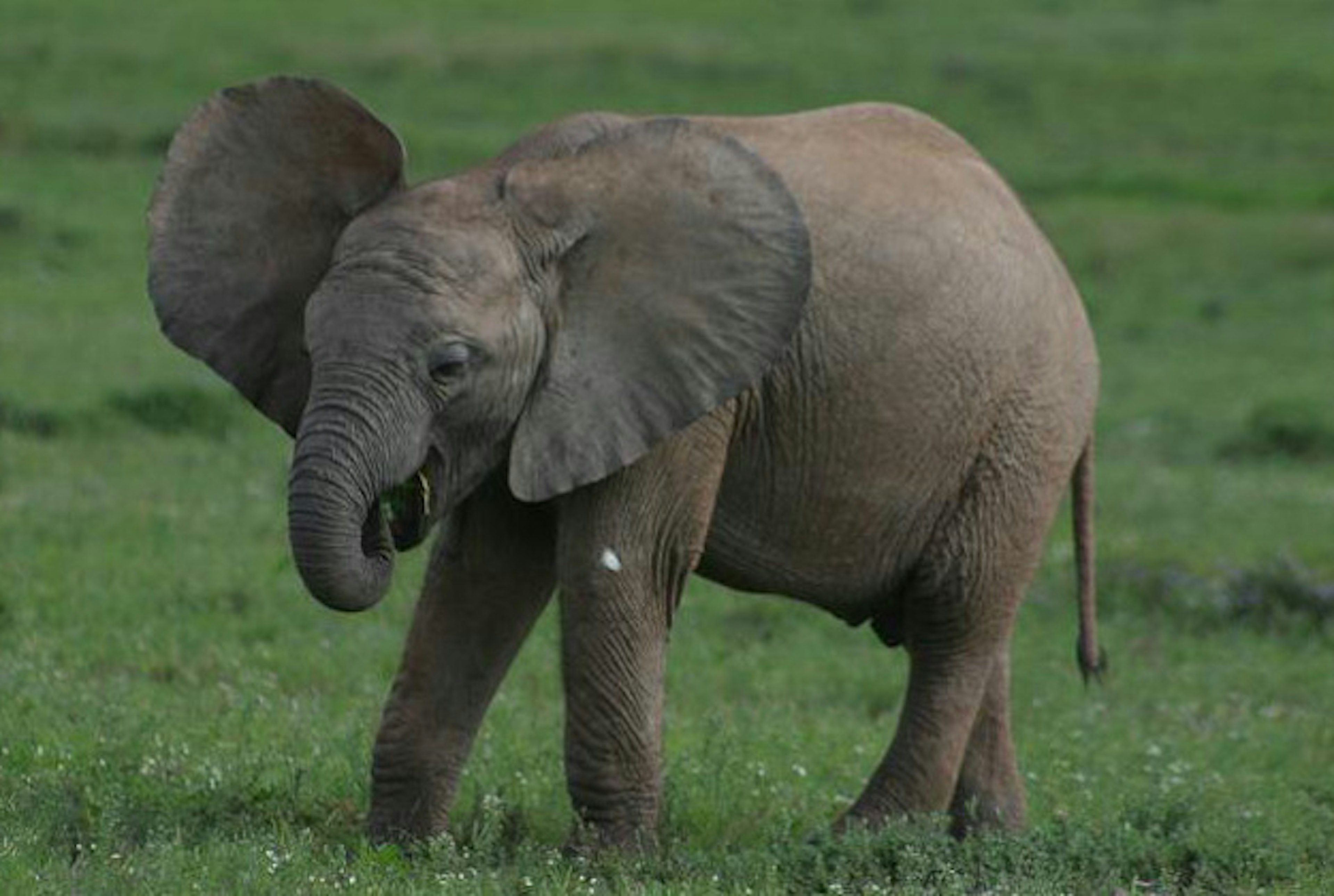 Baby elephant.