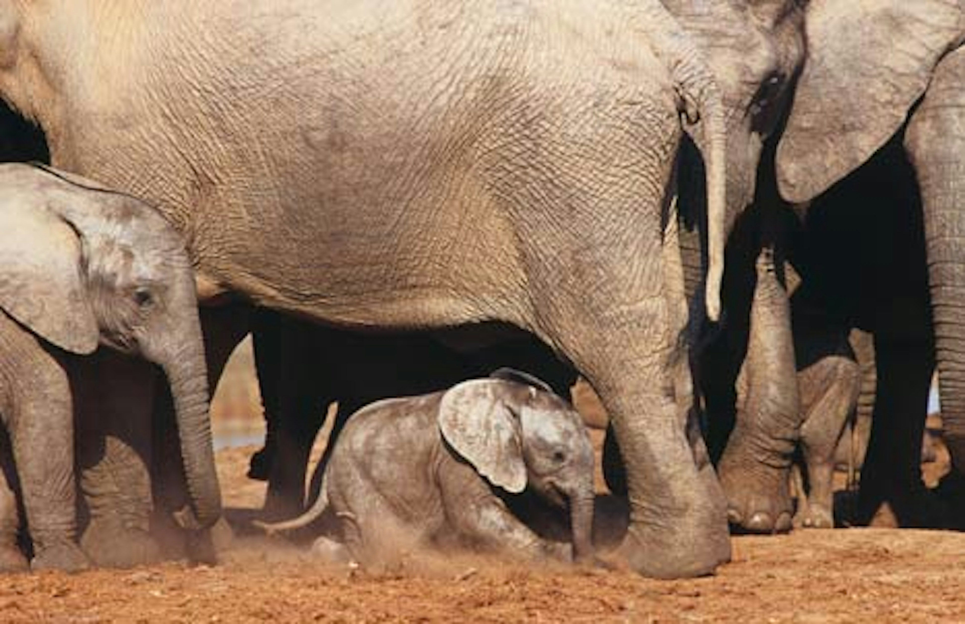 Herd of African Elephants (Loxodonta africana) at Harpoor Waterhole. Image by Richard I'Anson.