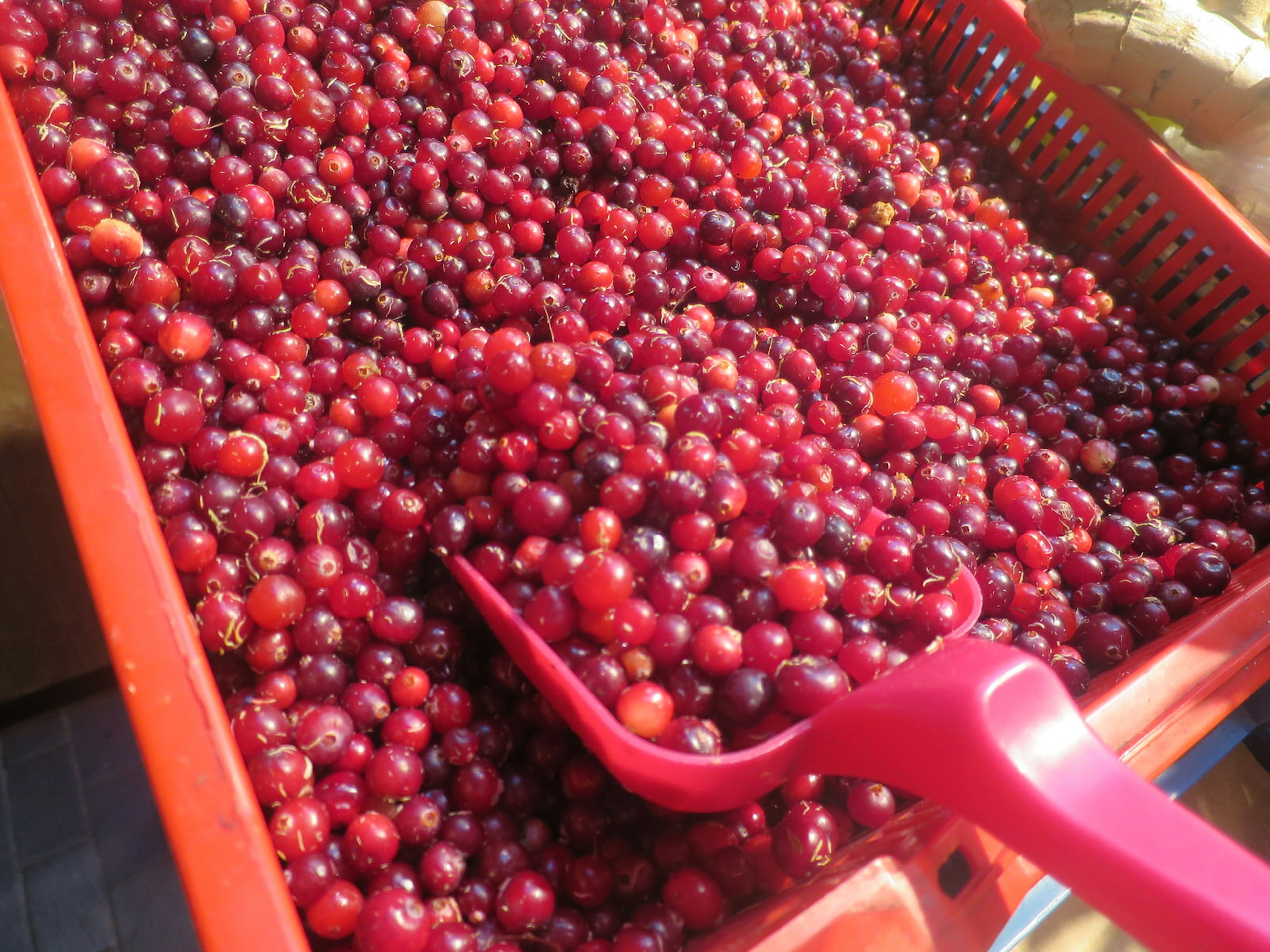 Fresh Estonian lingonberries at Tallin's Balti Jaama Turg food market