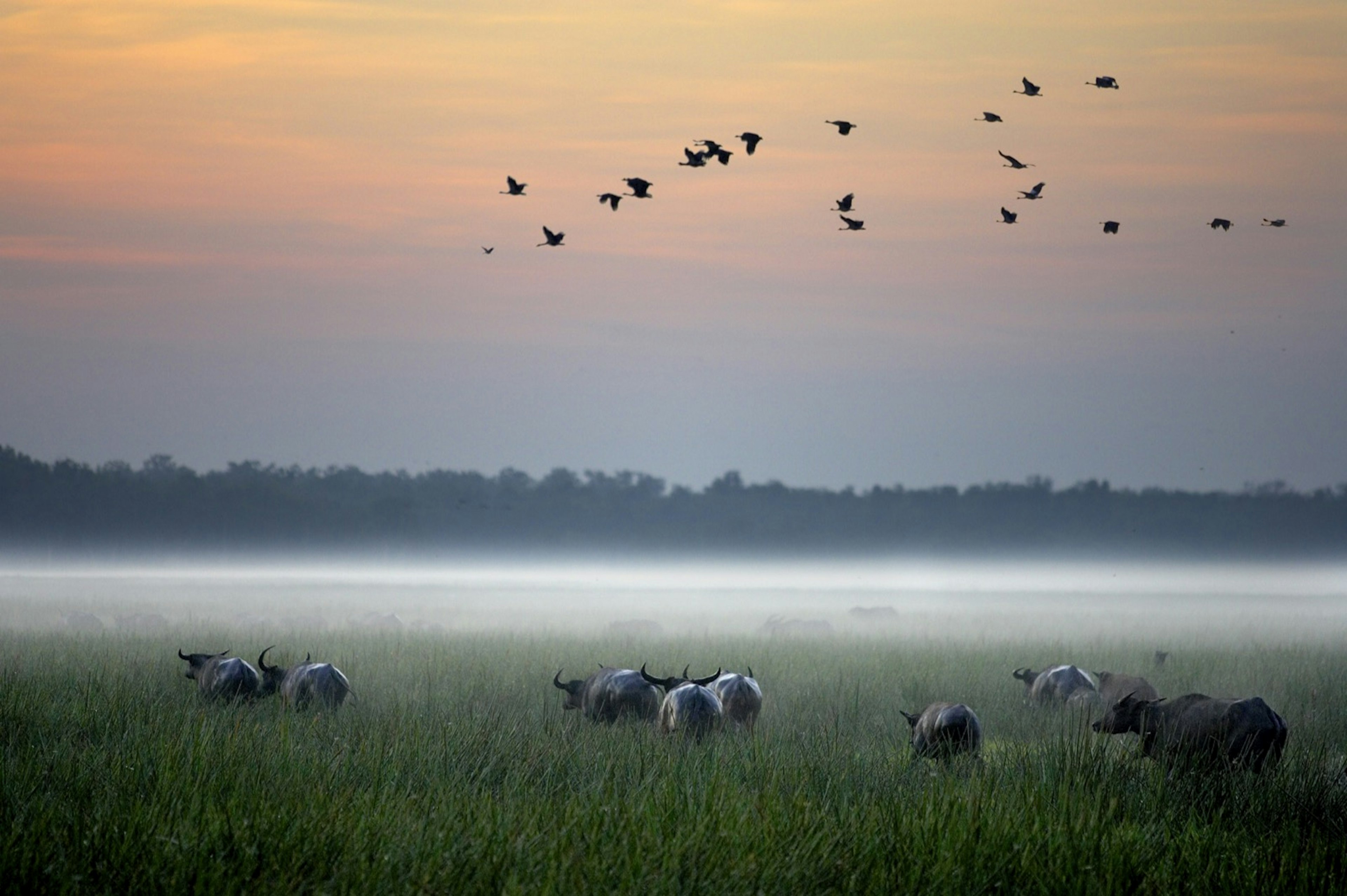 Buffalo in a grassy fiel with fog on a pink and orange horizon; all-inclusive resort adventures