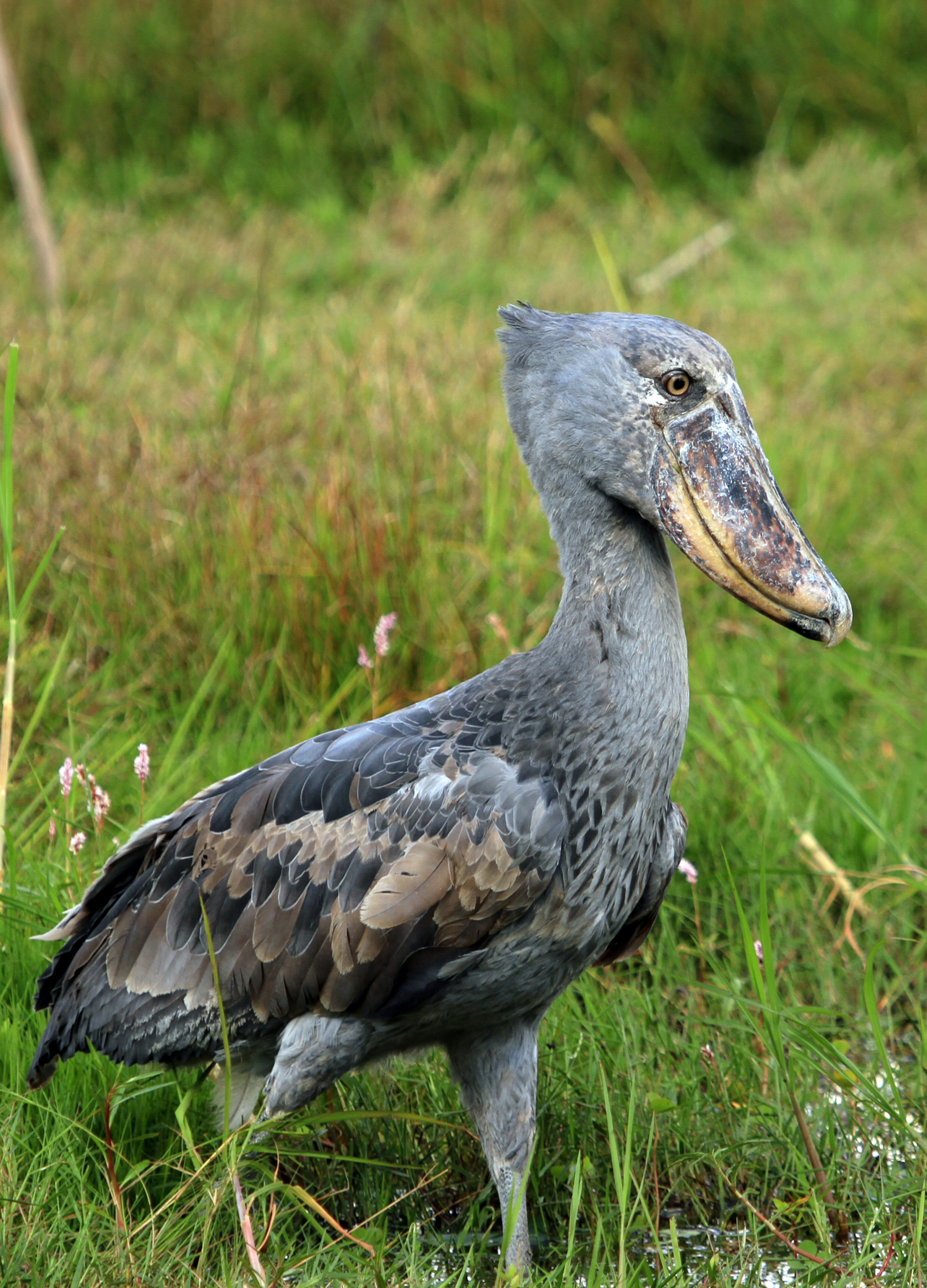 A large shoebill bird walking in long grasses of the Bangweulu Wetlands, Zambia © Will Whitford