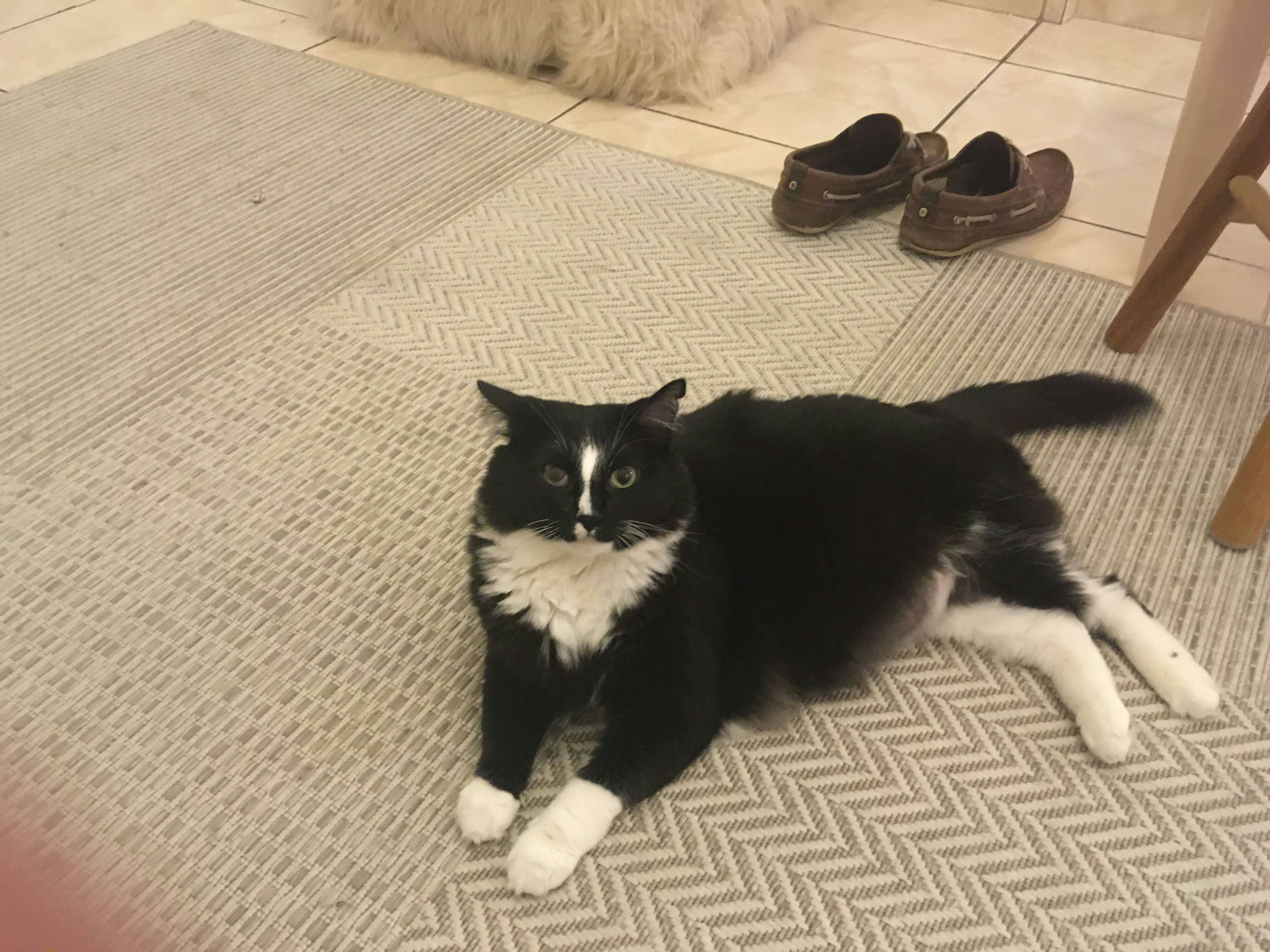 A fluffy black cat with white paws and spots looks up at the camera