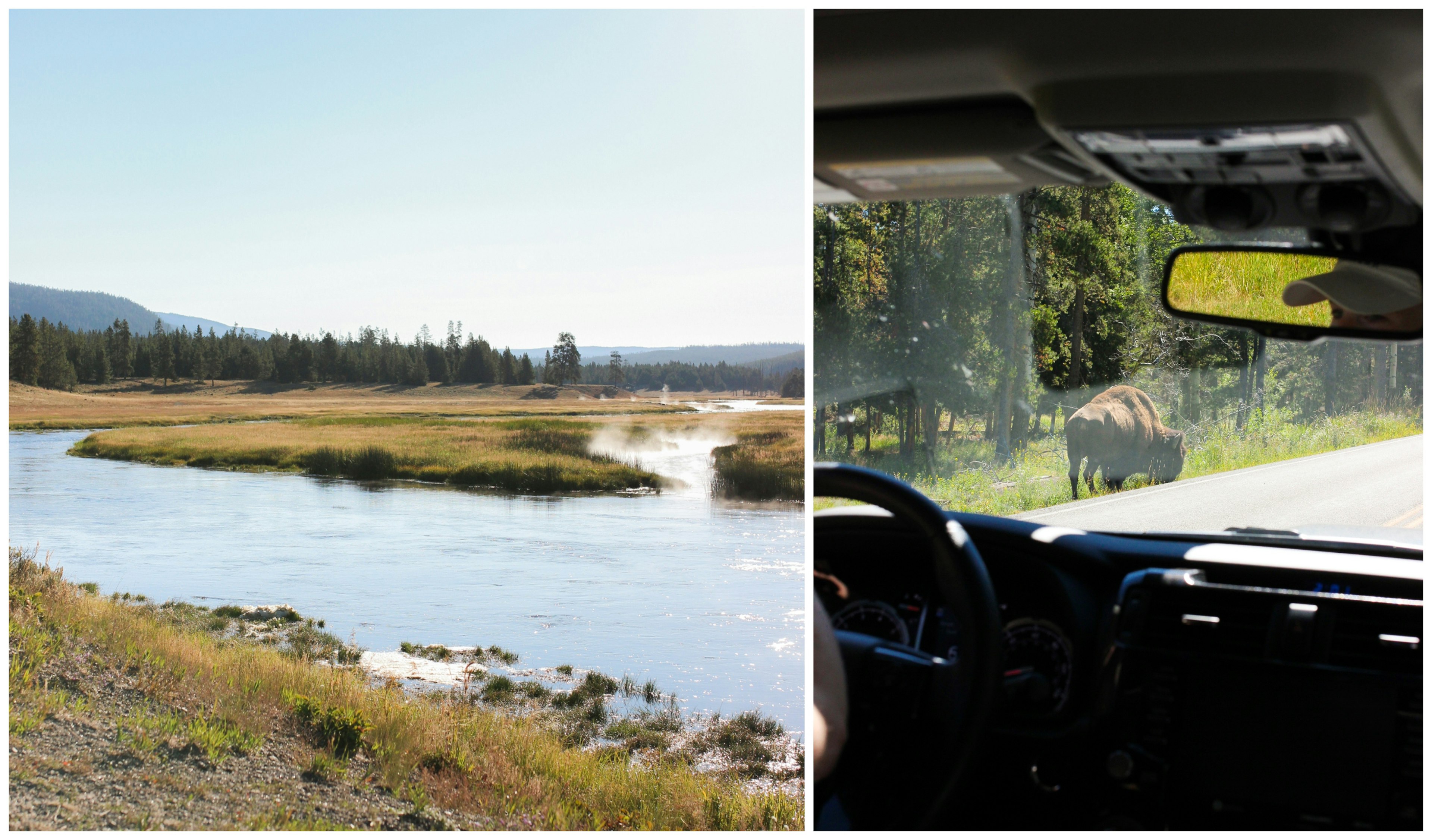 Yellowstone National Park river and bison