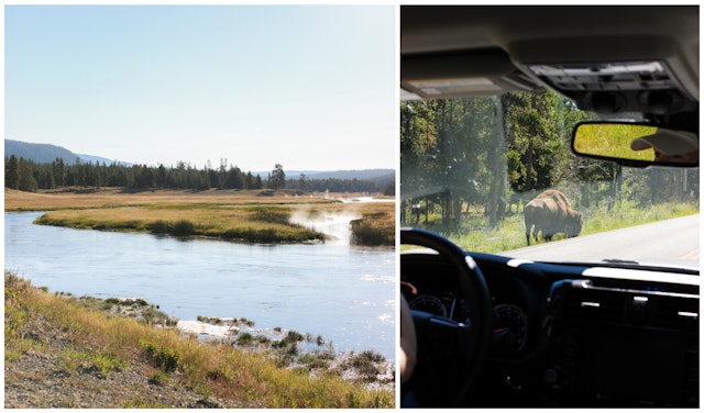 Yellowstone National Park river and bison