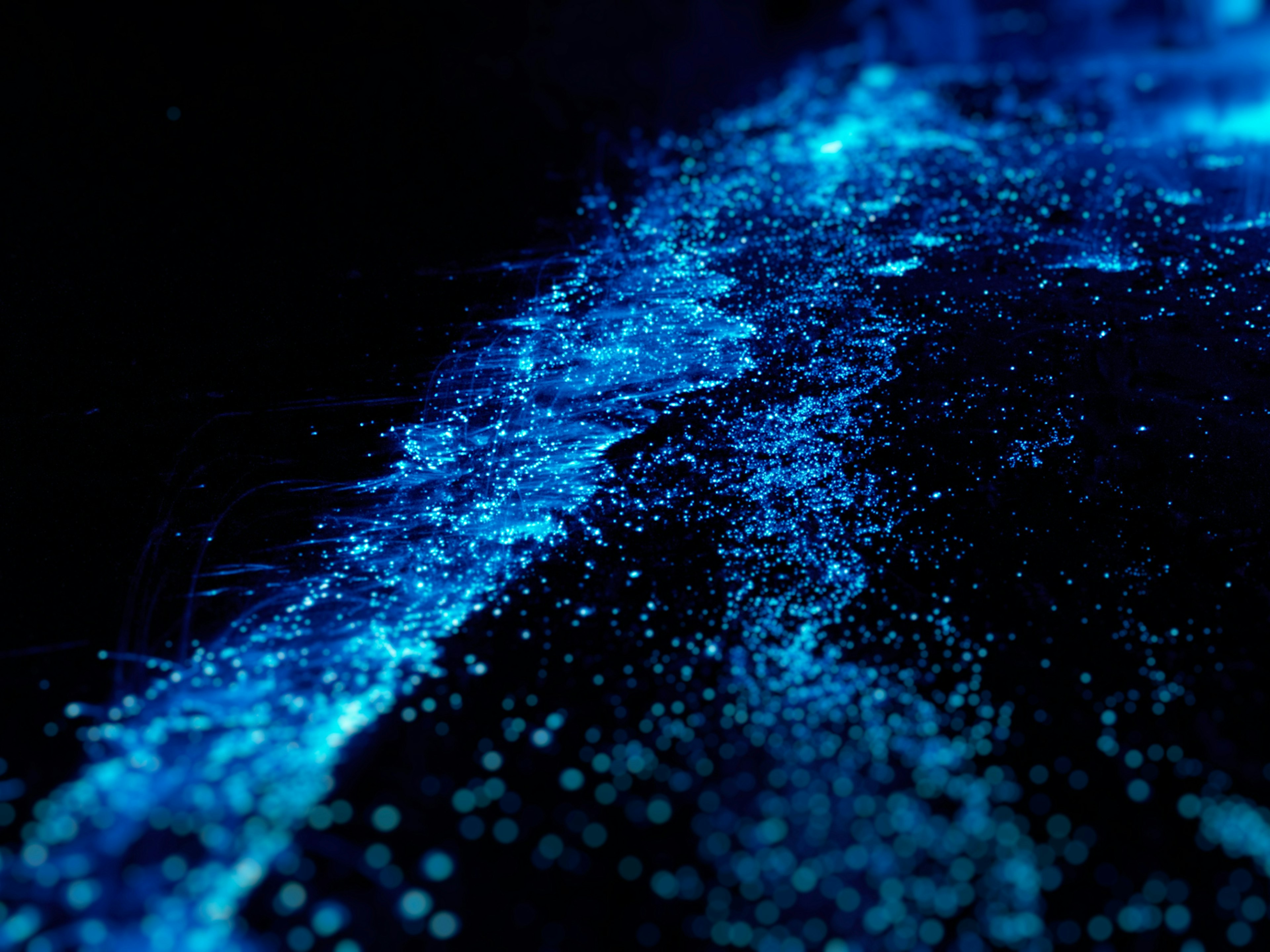 Bioluminescent plankton