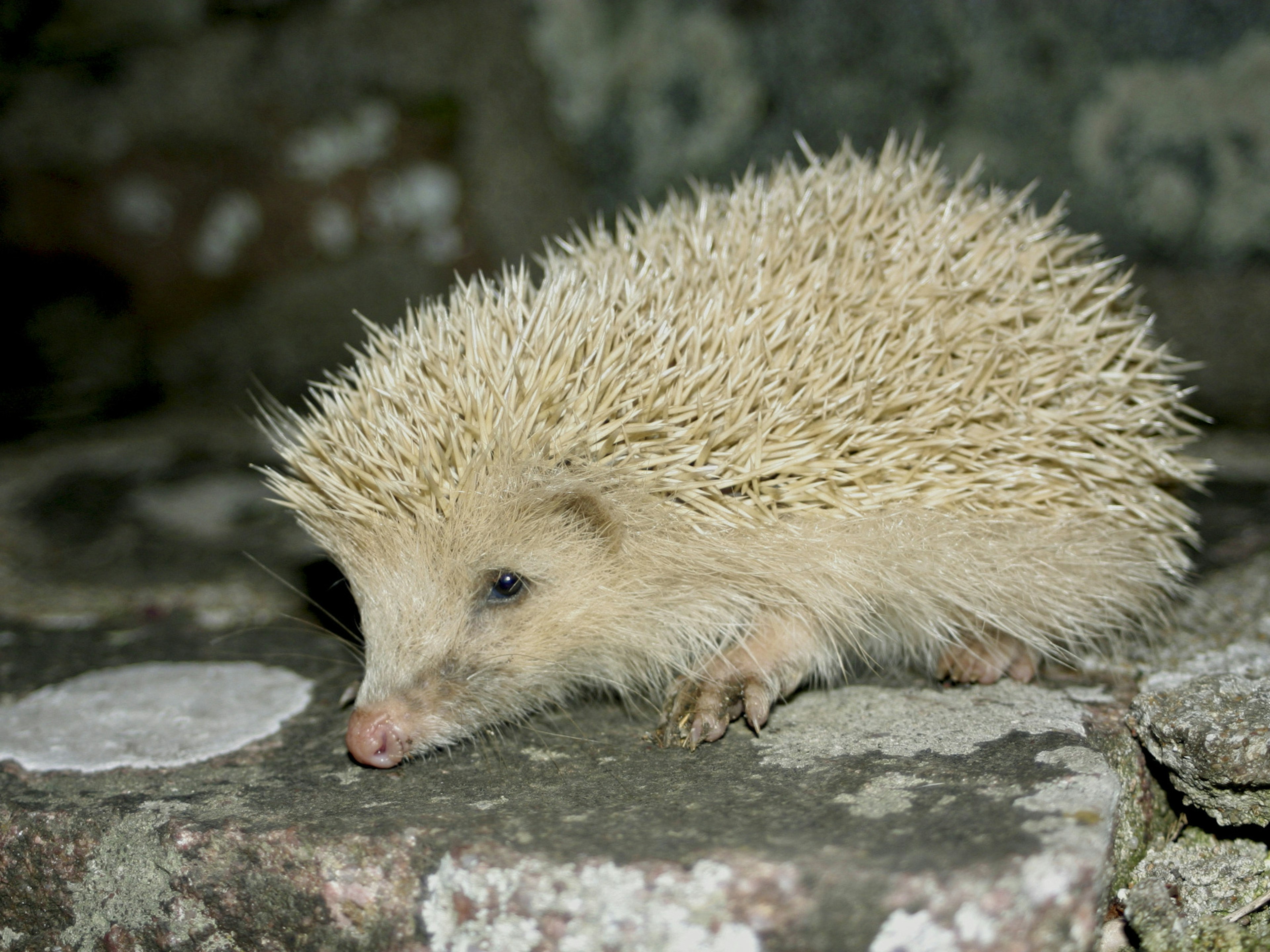 Alderney's blonde hedgehog