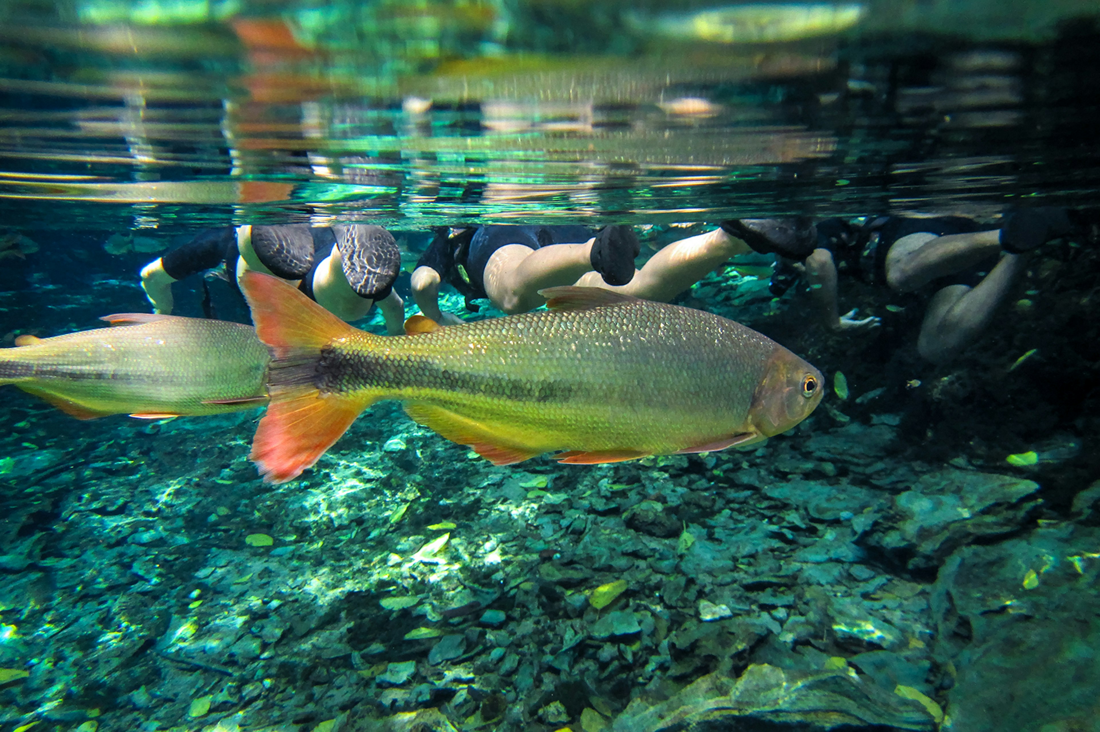 Two snorkelers float away from the camera in crystal clear water, with a large silver, red-tailed fish in the foreground