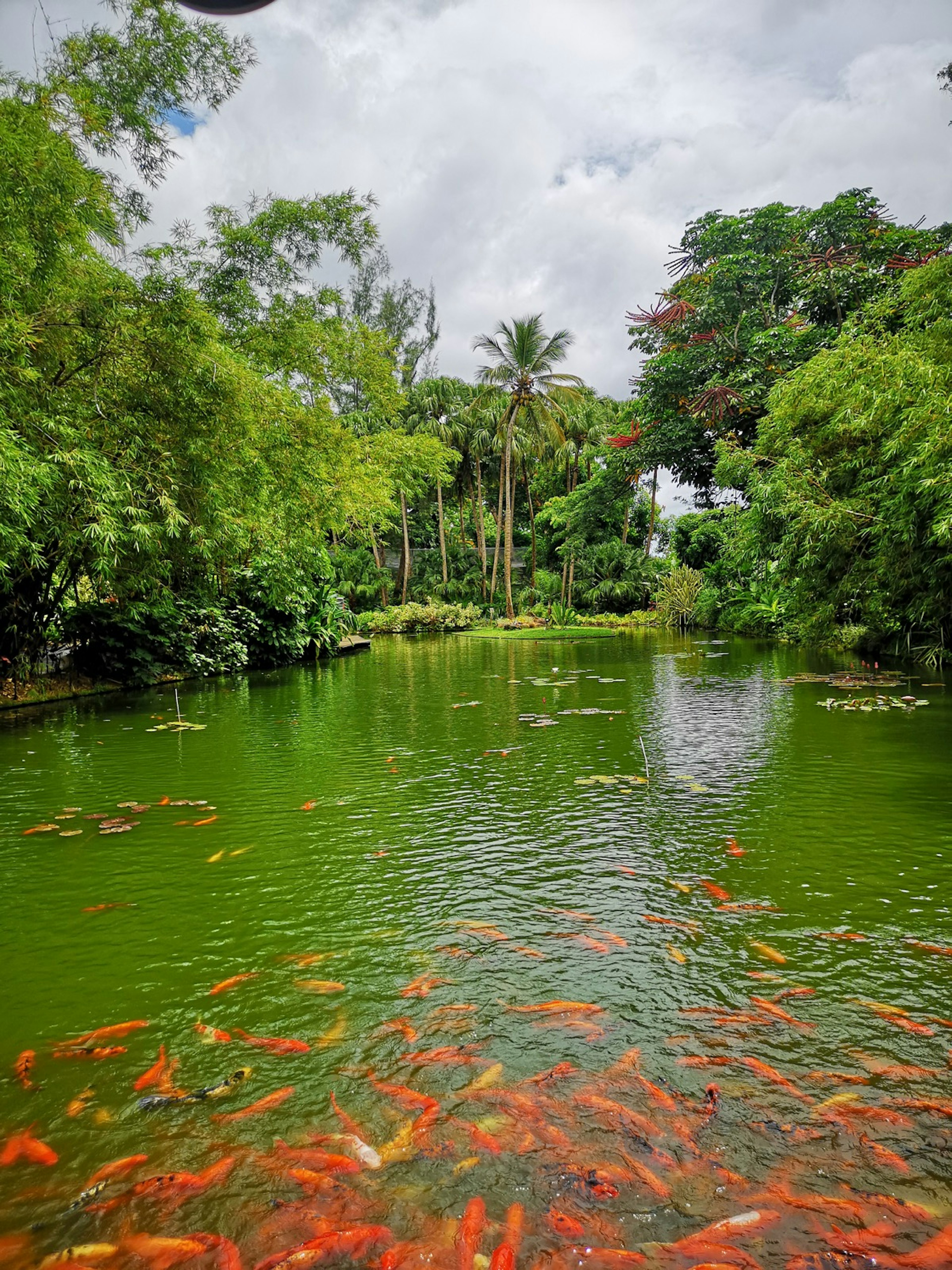 A school of fish swim about in the green waters at the Botanical Gardens in Guadeloupe © Laura French/Lonely Planet