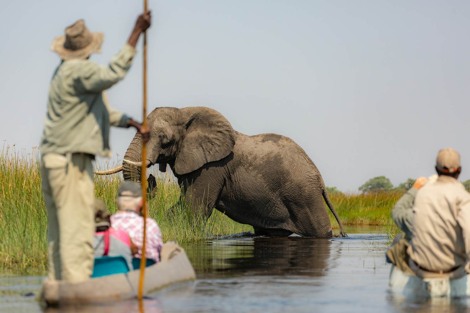 Canoeing wildlife spotters see an elephant in the Okavango Delta in Botswana.