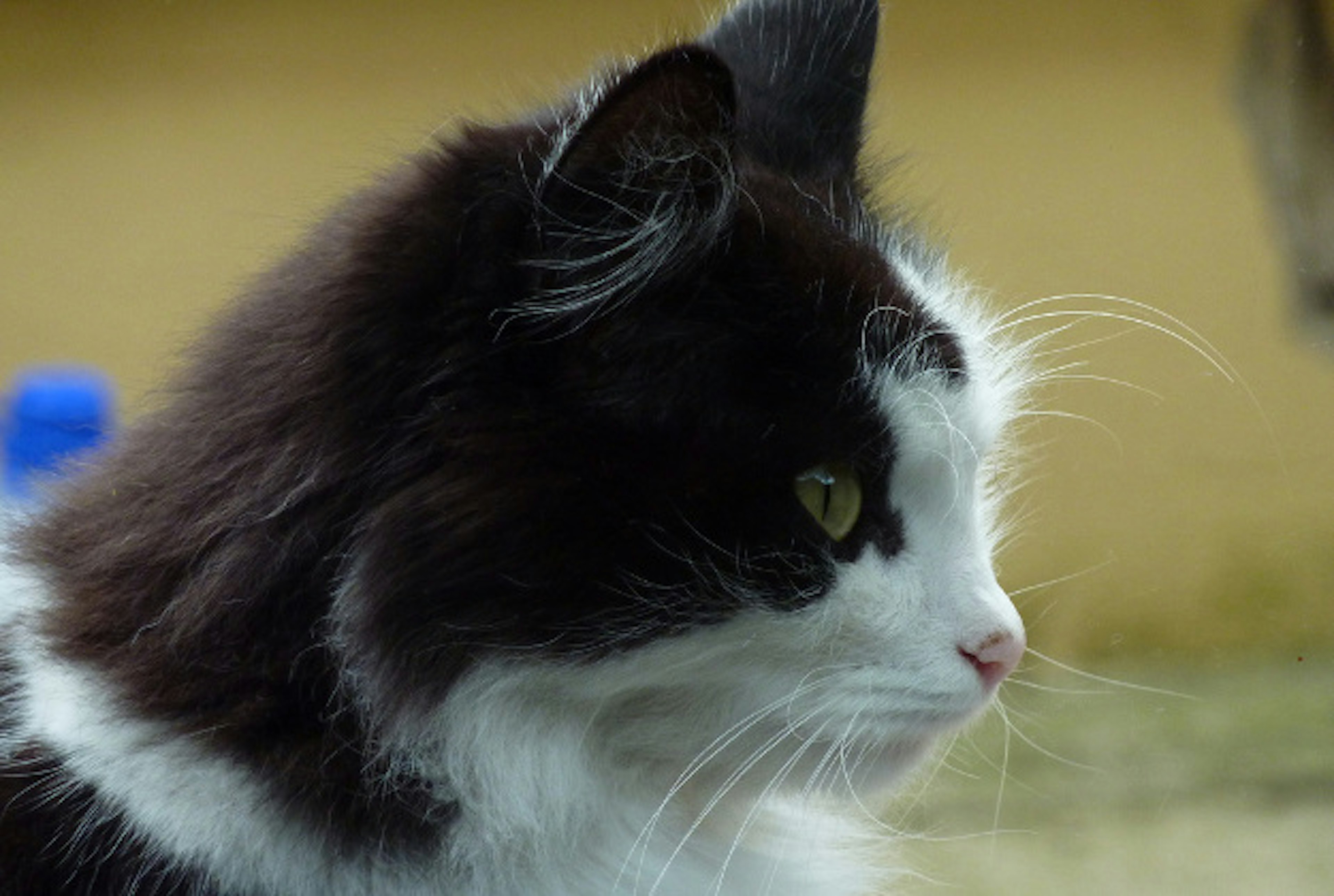 Intrepid cat finds himself lost in the south France.