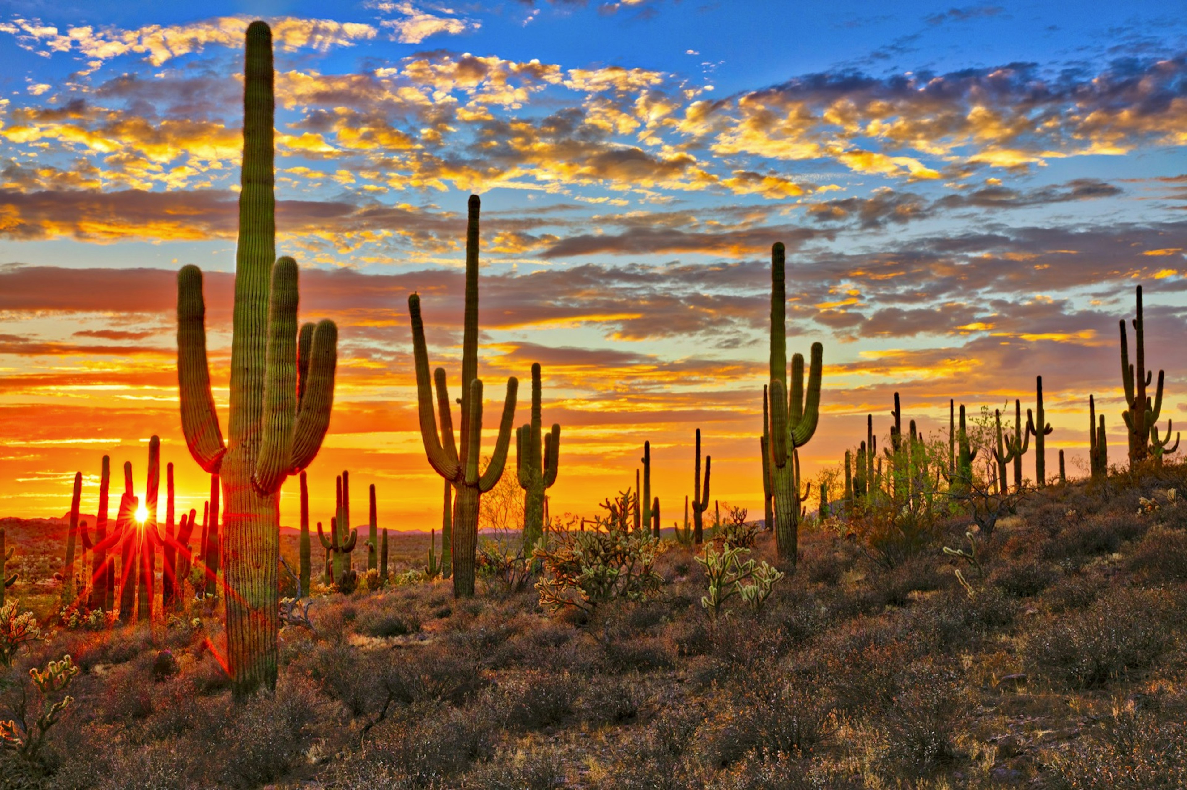 A radiant orange and blue sunset paints the sky behind a row of tall, armed cactuses