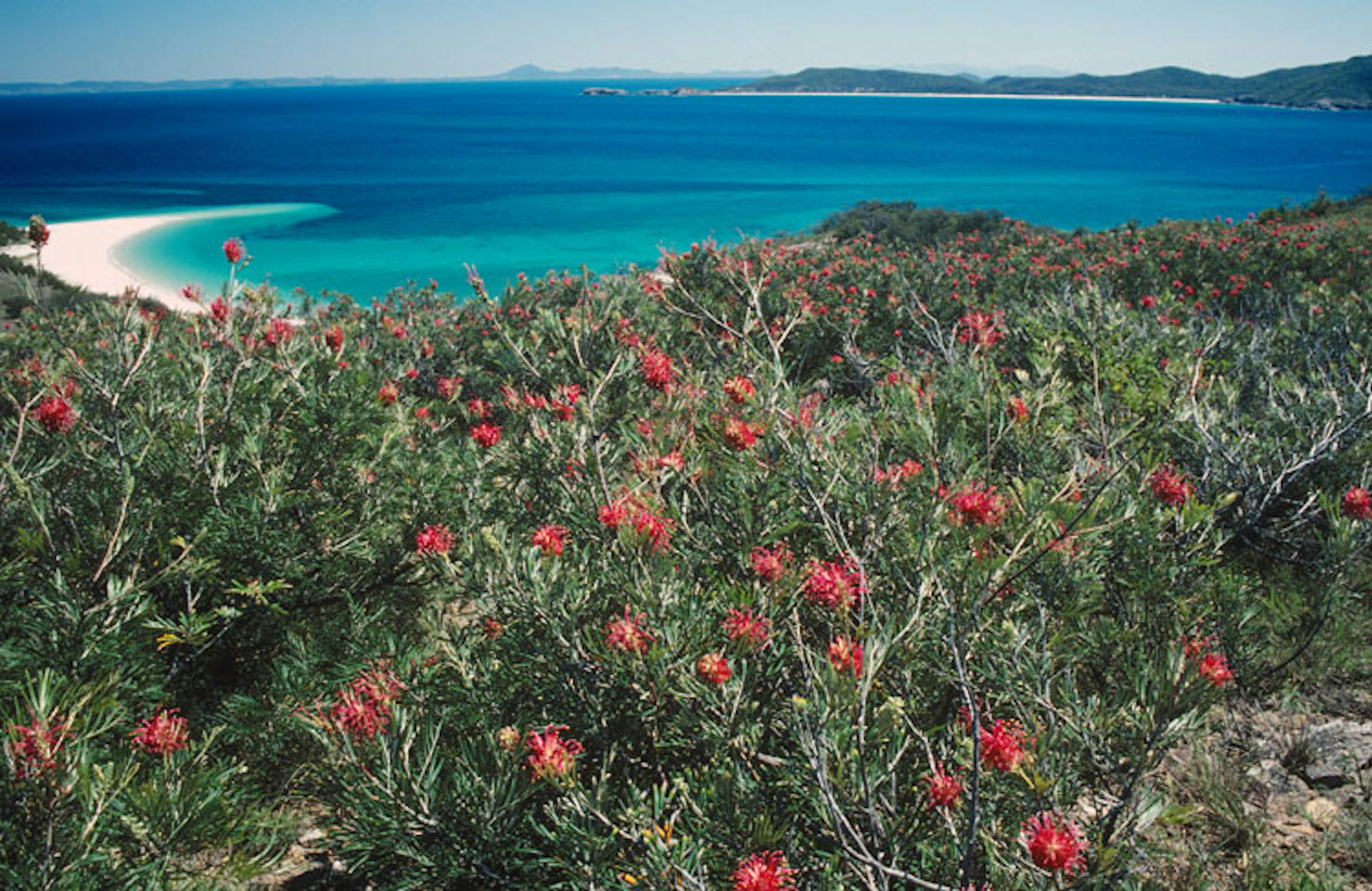 Stunted heath covering windswept slopes at Keppel Bay Islands National Park in Queensland's Capricorn Coast. Image by  Auscape/UIG/Getty Images.