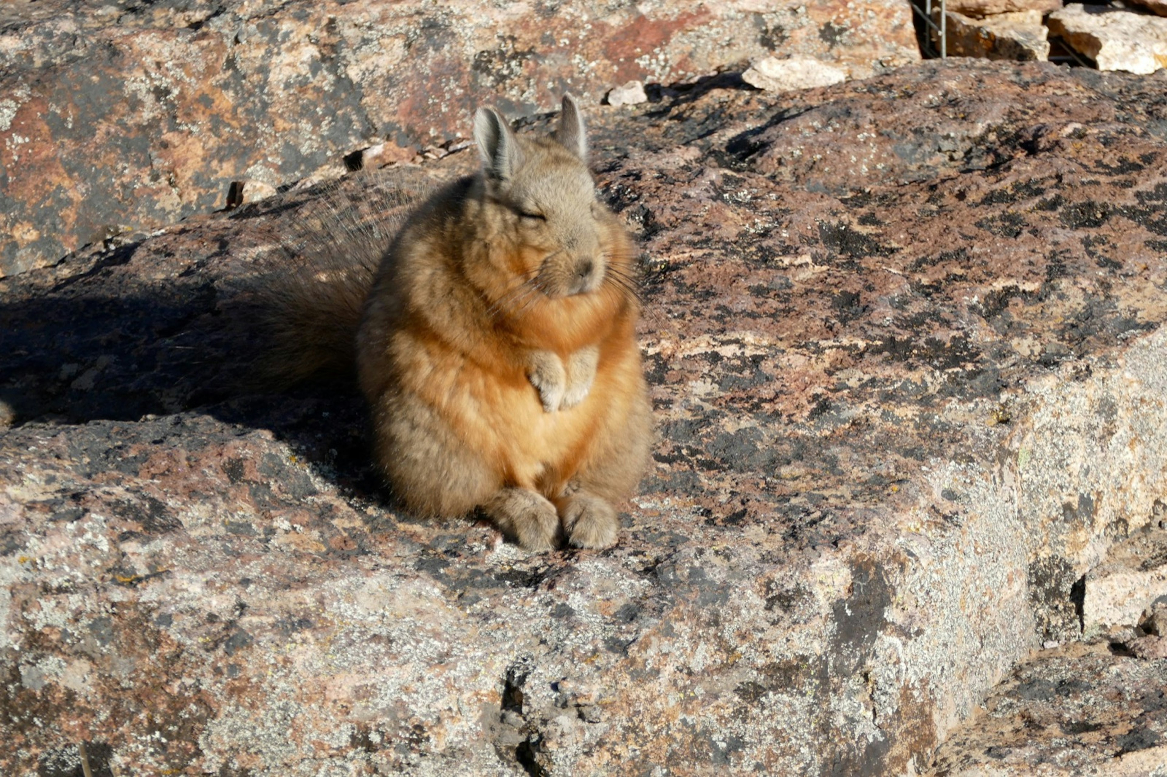 A vizacacha suns itself on a rock in Argentina's Patagonia National Park