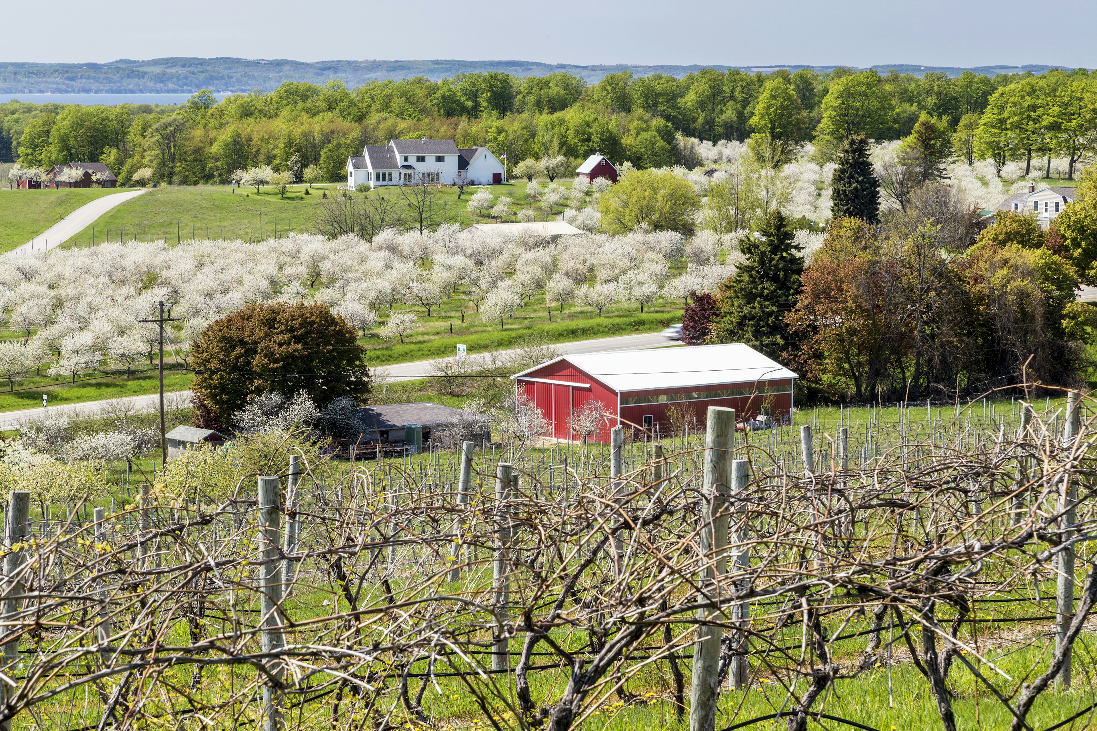 A cherry blossom orchard adjacent to a vineyard, with a red barn in between.