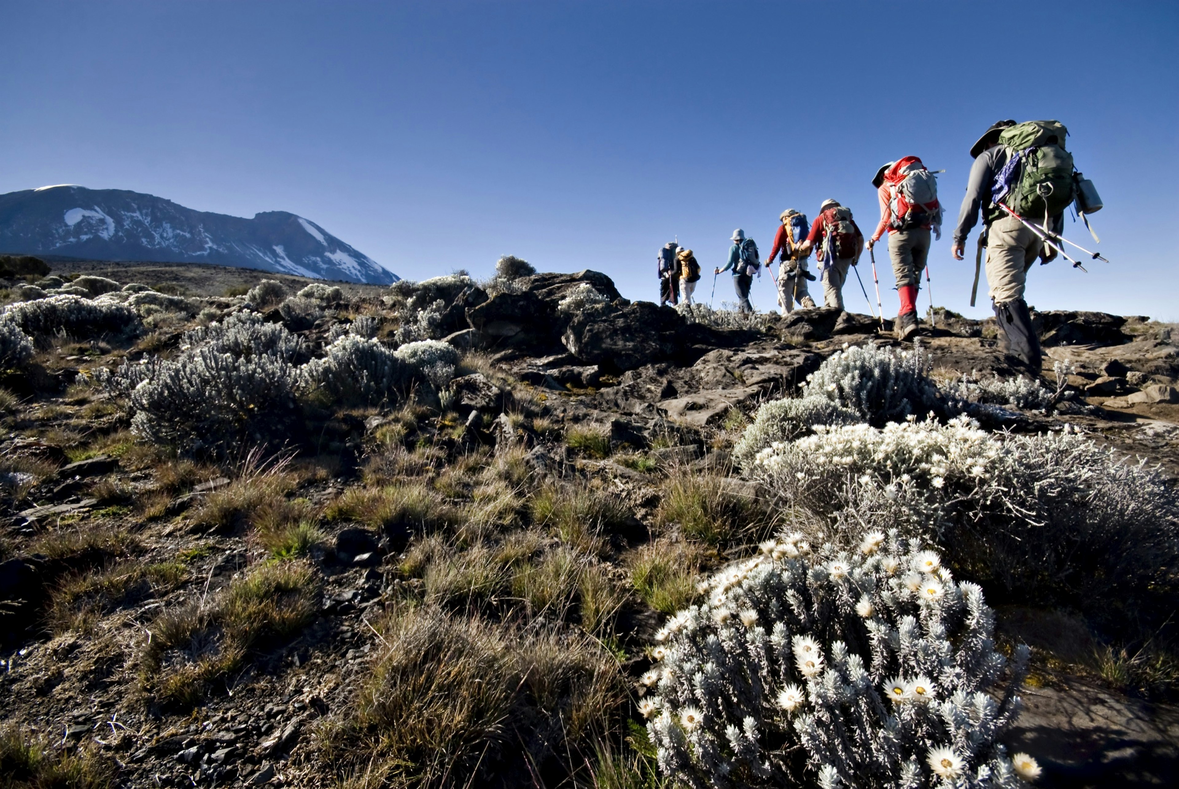 A line of mountain climbers ascend a mountain in Africa as scrub plants dominate the landscape around them; Climbing your first fourteener