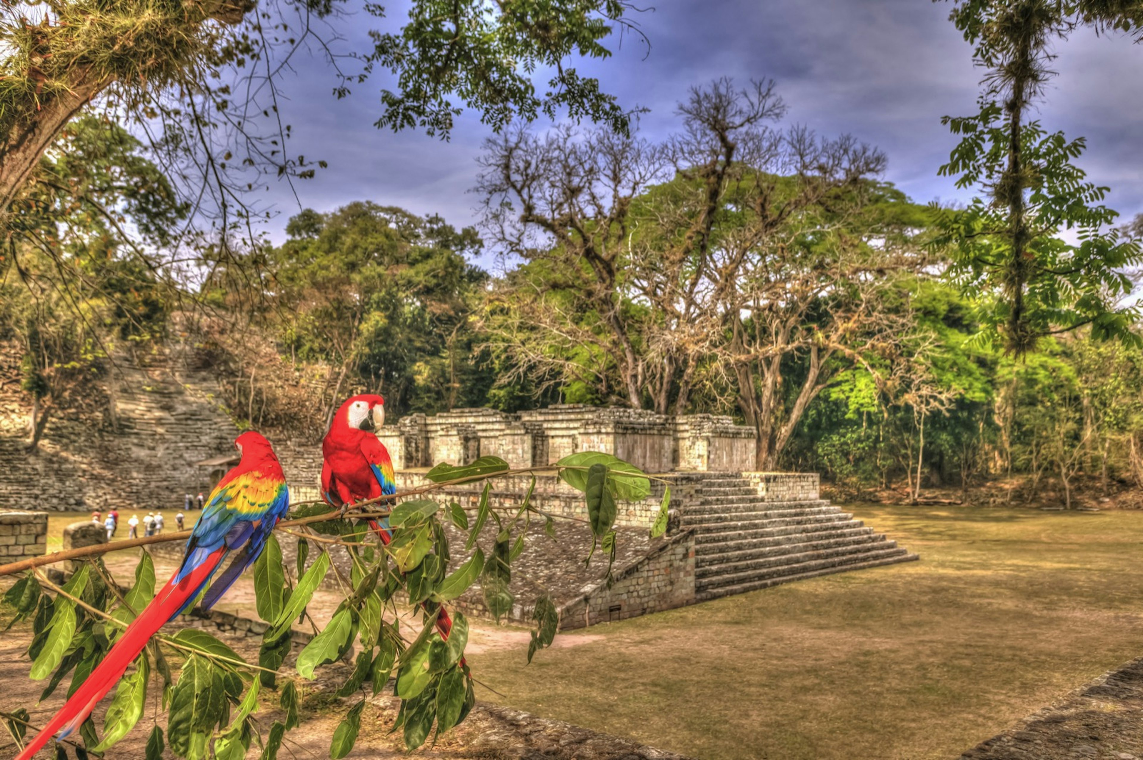 A pair of scarlet macaws sit on a branch at the Copan Ruins in Honduras