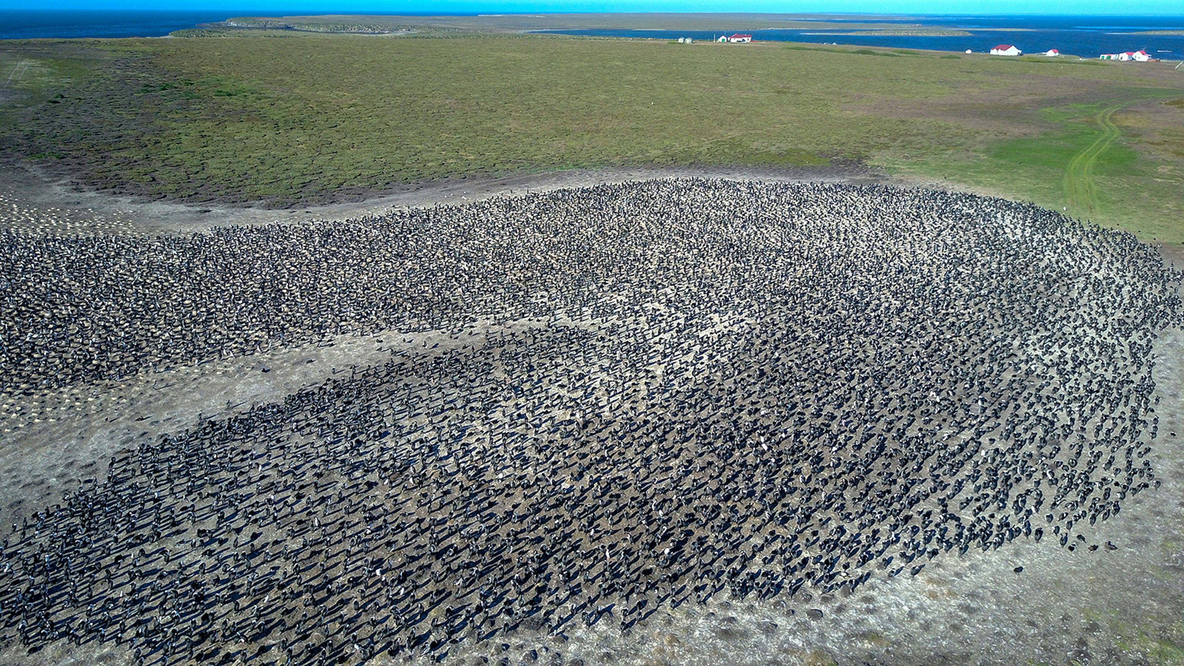 Cormorants land on a sandy area of Pebble Island