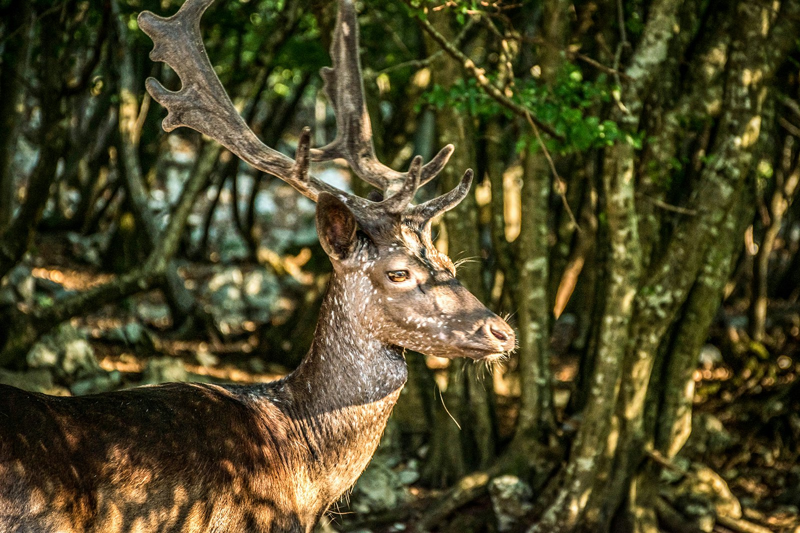 A brown, spotted dear sits in the speckled light in the forests of Cres, Kvarner Gulf