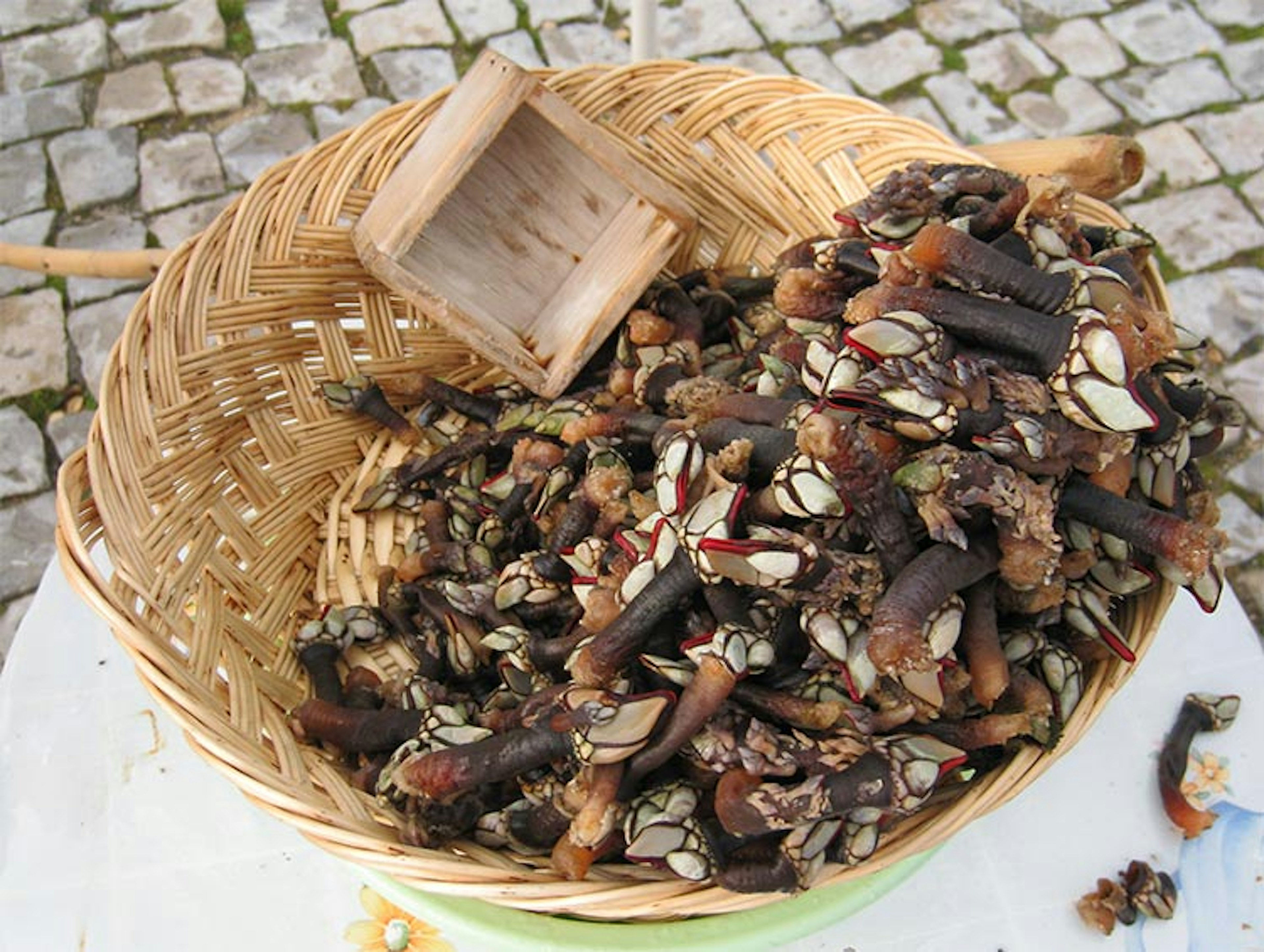 Curious-looking but lip-smacking crustaceans, percebes, await their fate. Image by Trishhh / CC BY 2.0