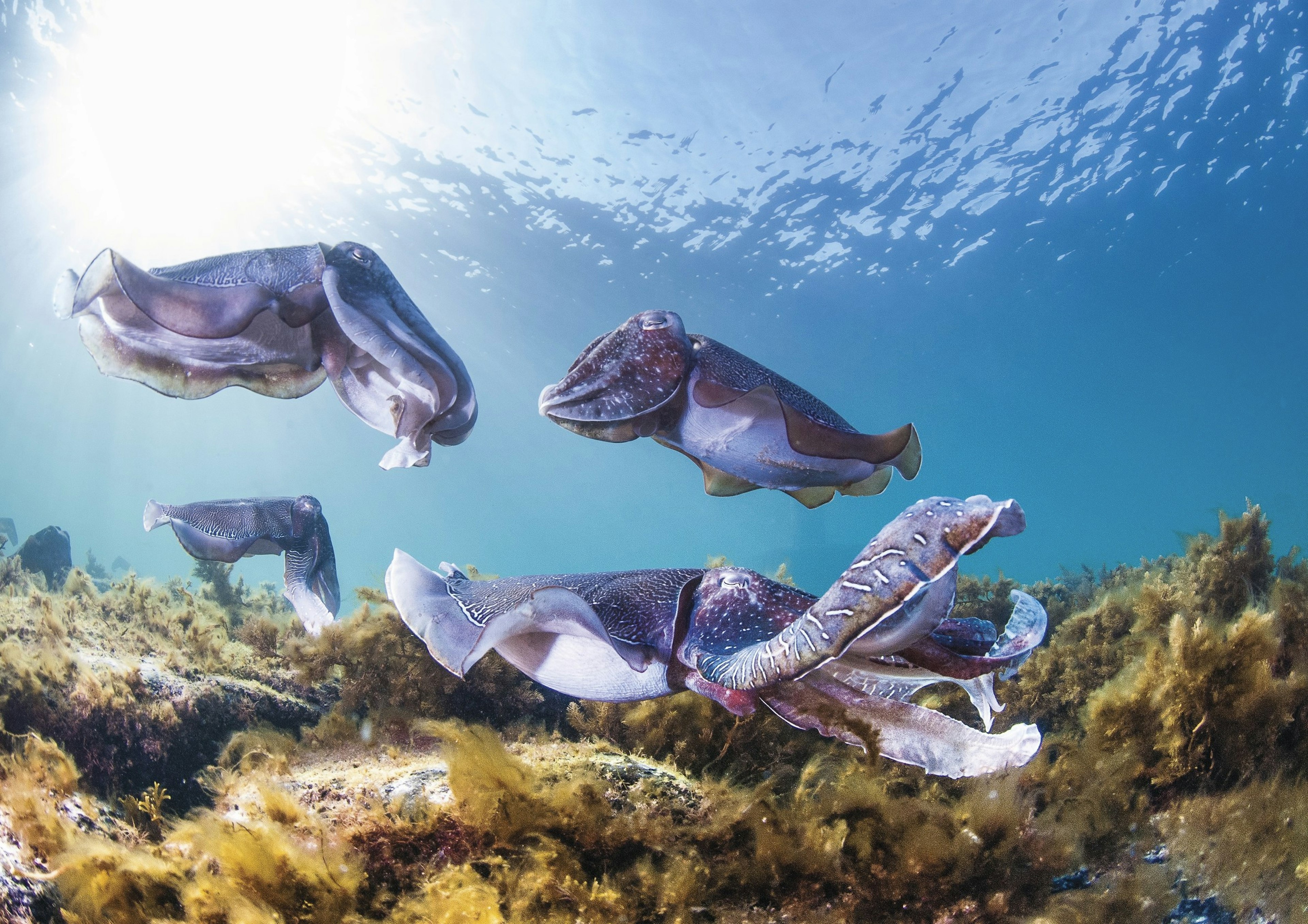 Cuttlefish underwater in South Australia by Carl Charter