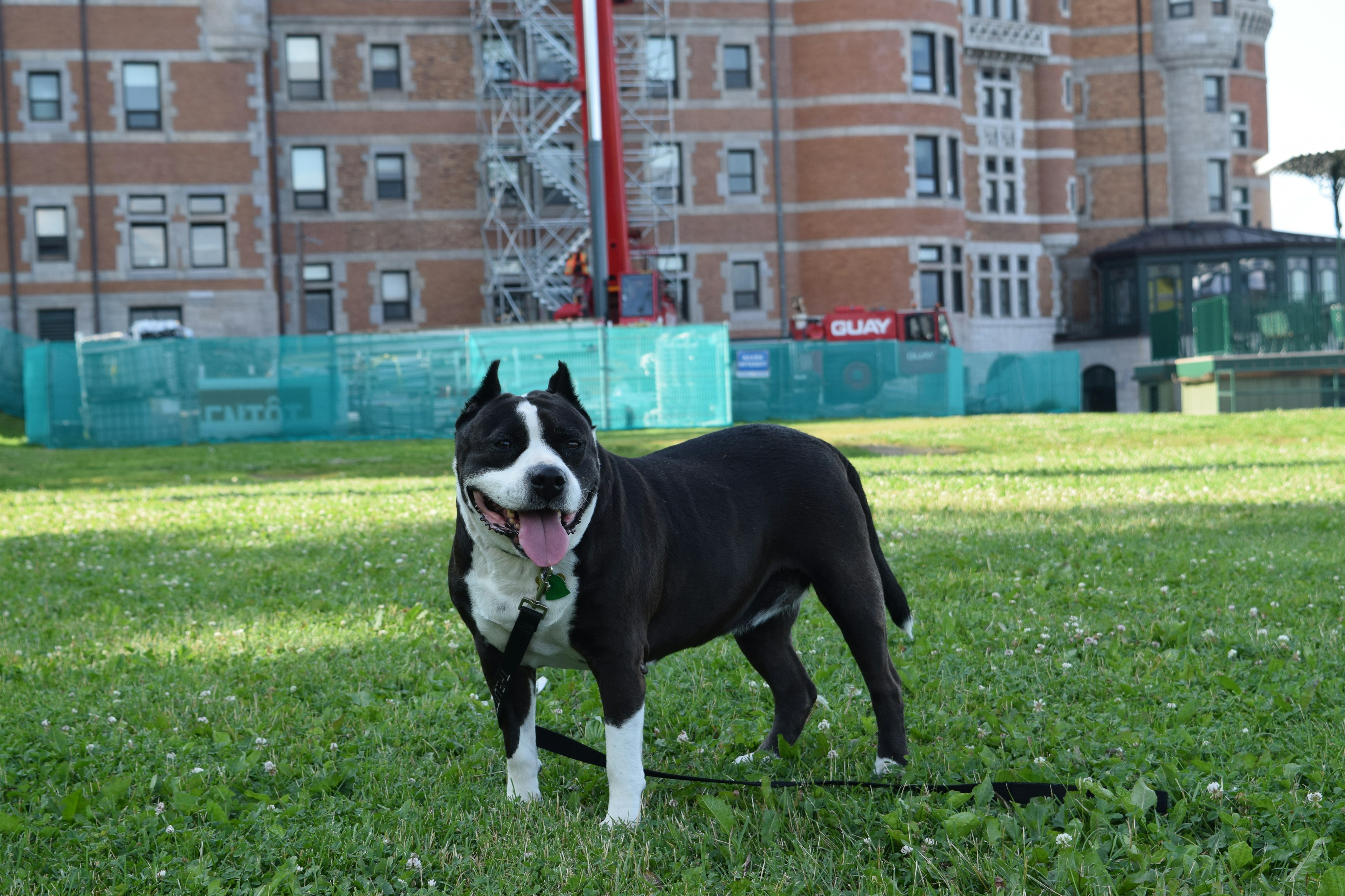 A potcake, a mixed-breed dog from the Caribbean, stands in a field of grass