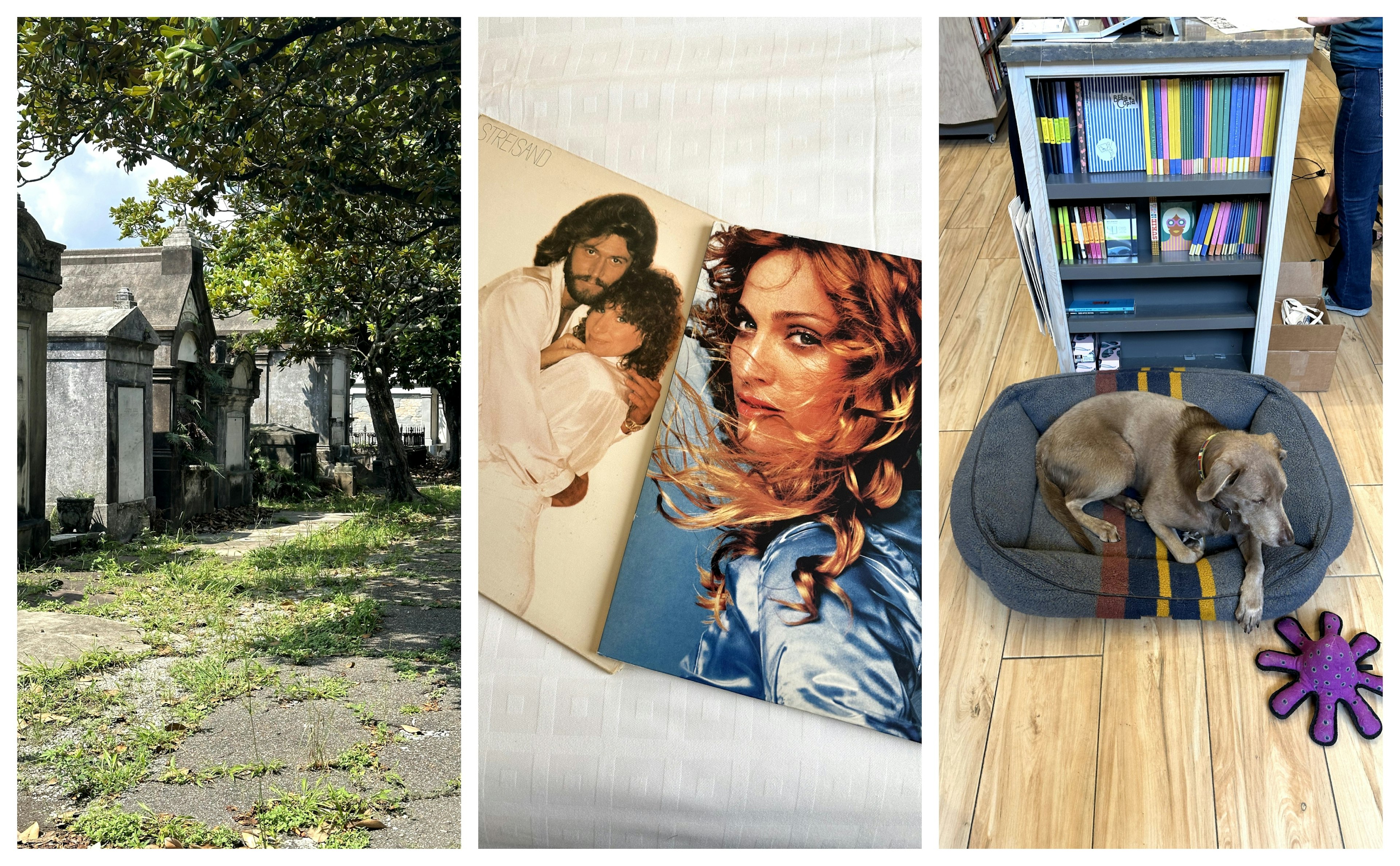 Left: tombs in a cemetery; center: vinyl records in a store; right: a dog in its bed in front of a book shelf