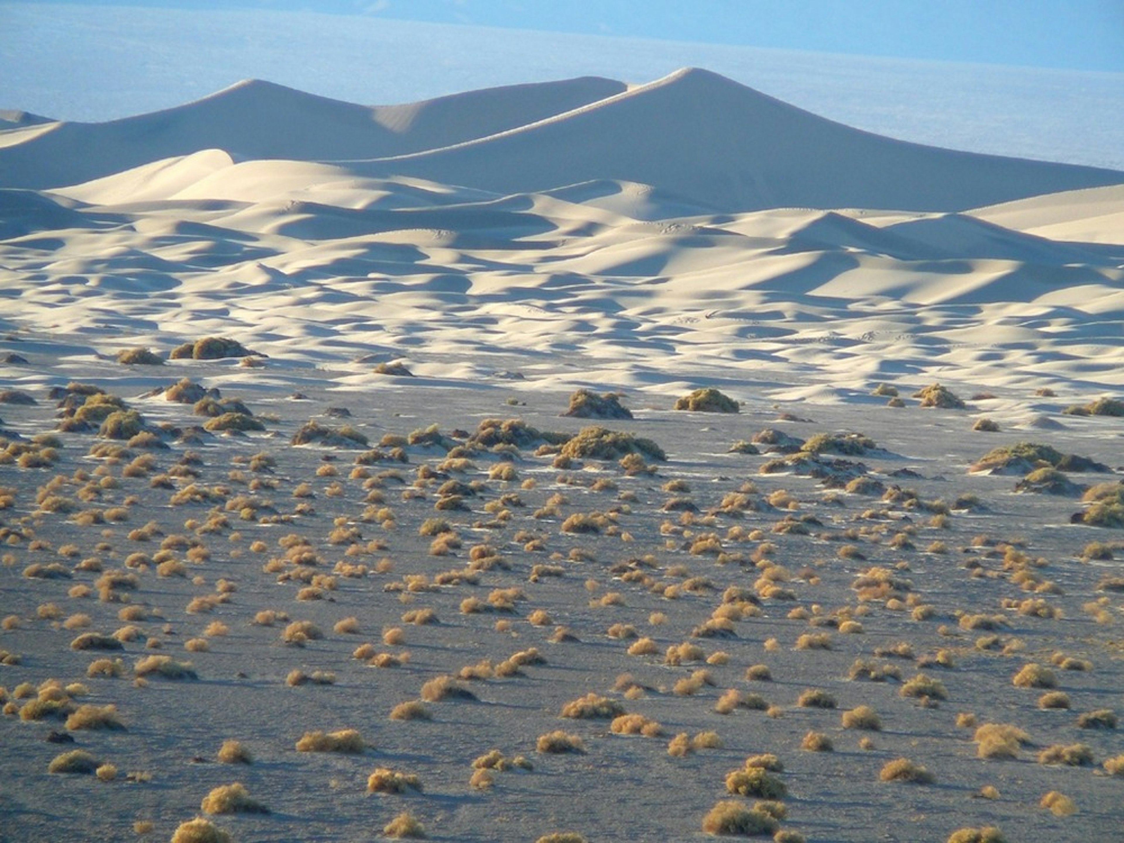 Tufts of scrub grass dot the arid landscape found in Death Valley. In the background are large light-colored sand dunes.