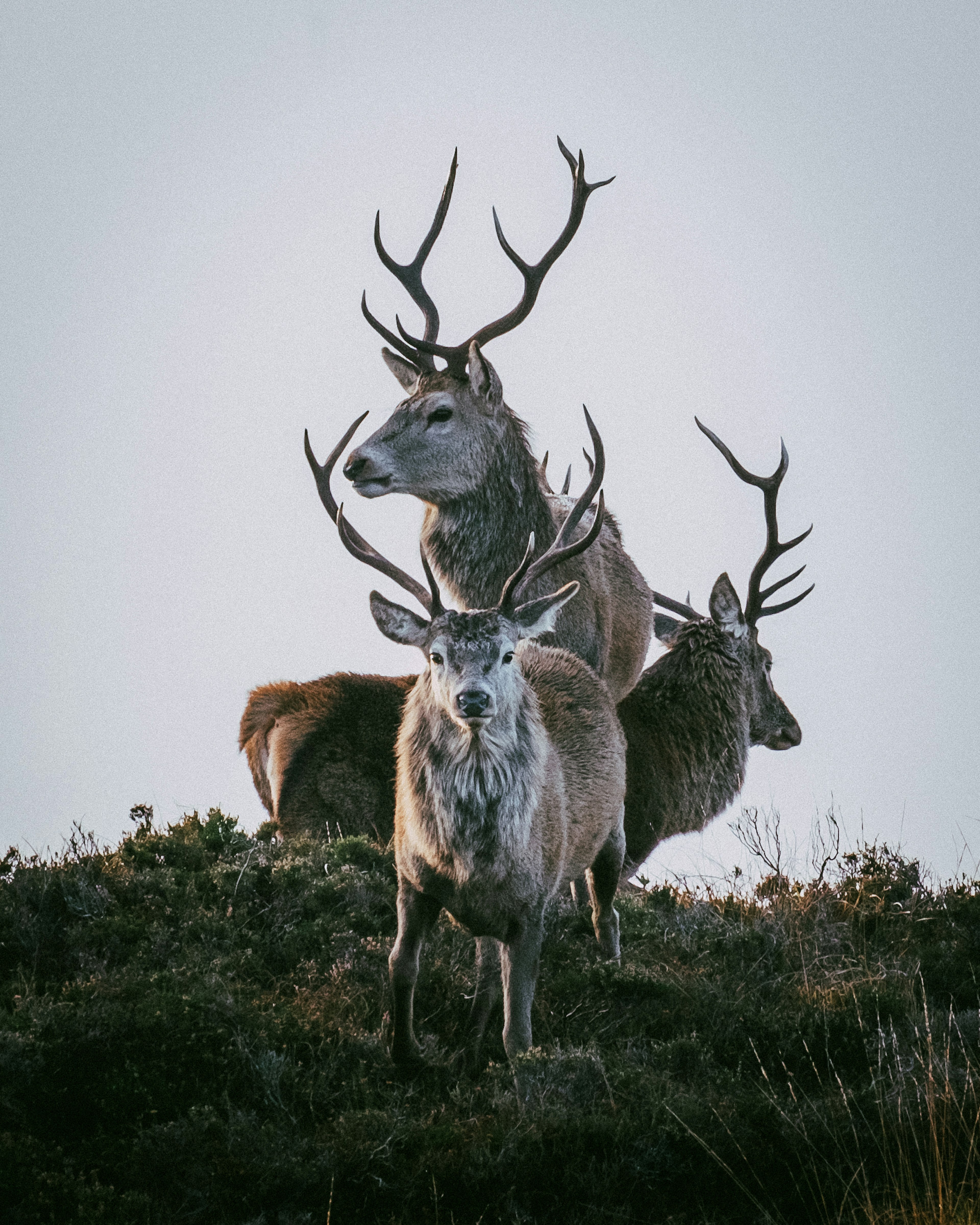 Two deer standing on grass look directly into the camera.