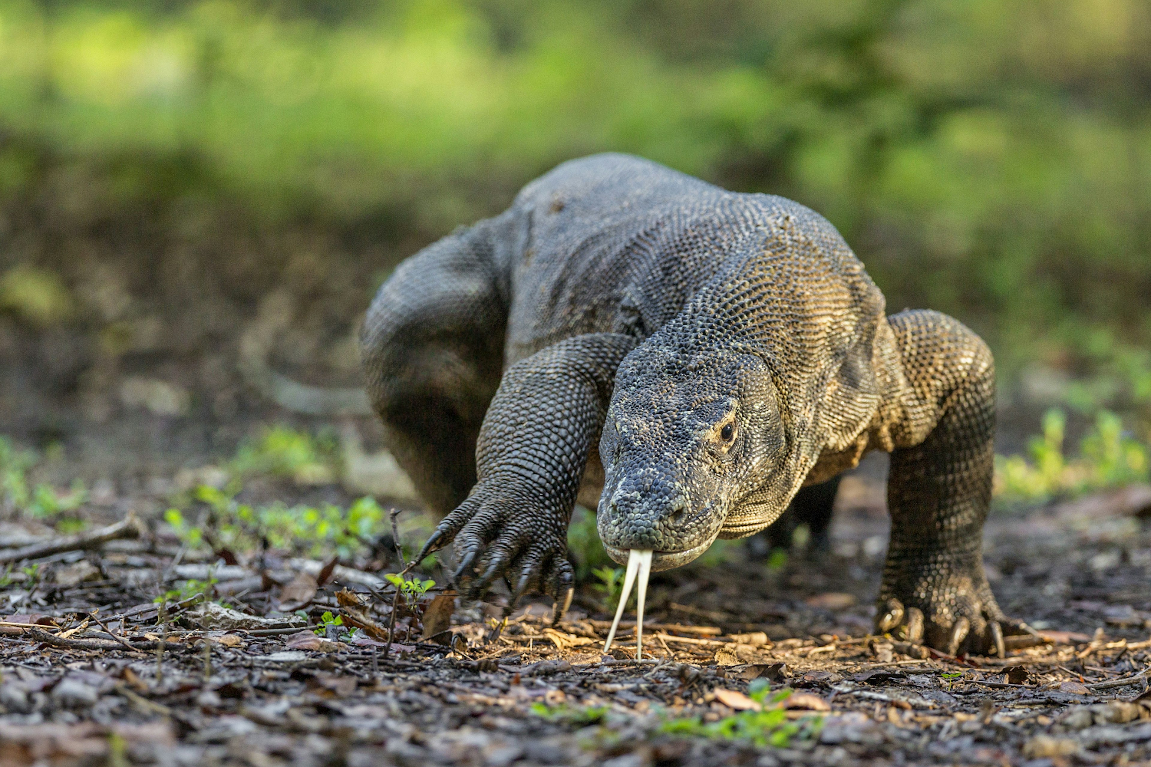 Indonesia, Loh Buaya, Rinca Island. A large Komodo Dragon displays its deeply forked tongue as it walks. The tongue can detect carrion several kilometres away with the help of a favourable wind.
x-default
walking, wildlife, Komodo dragon, motion, danger, tongue, nobody, Komodo National Park, East Nusa Tenggara, endemic, vulnerable species, rinca island, forked tongue, archipelago, komodo monitor, indonesian wildlife