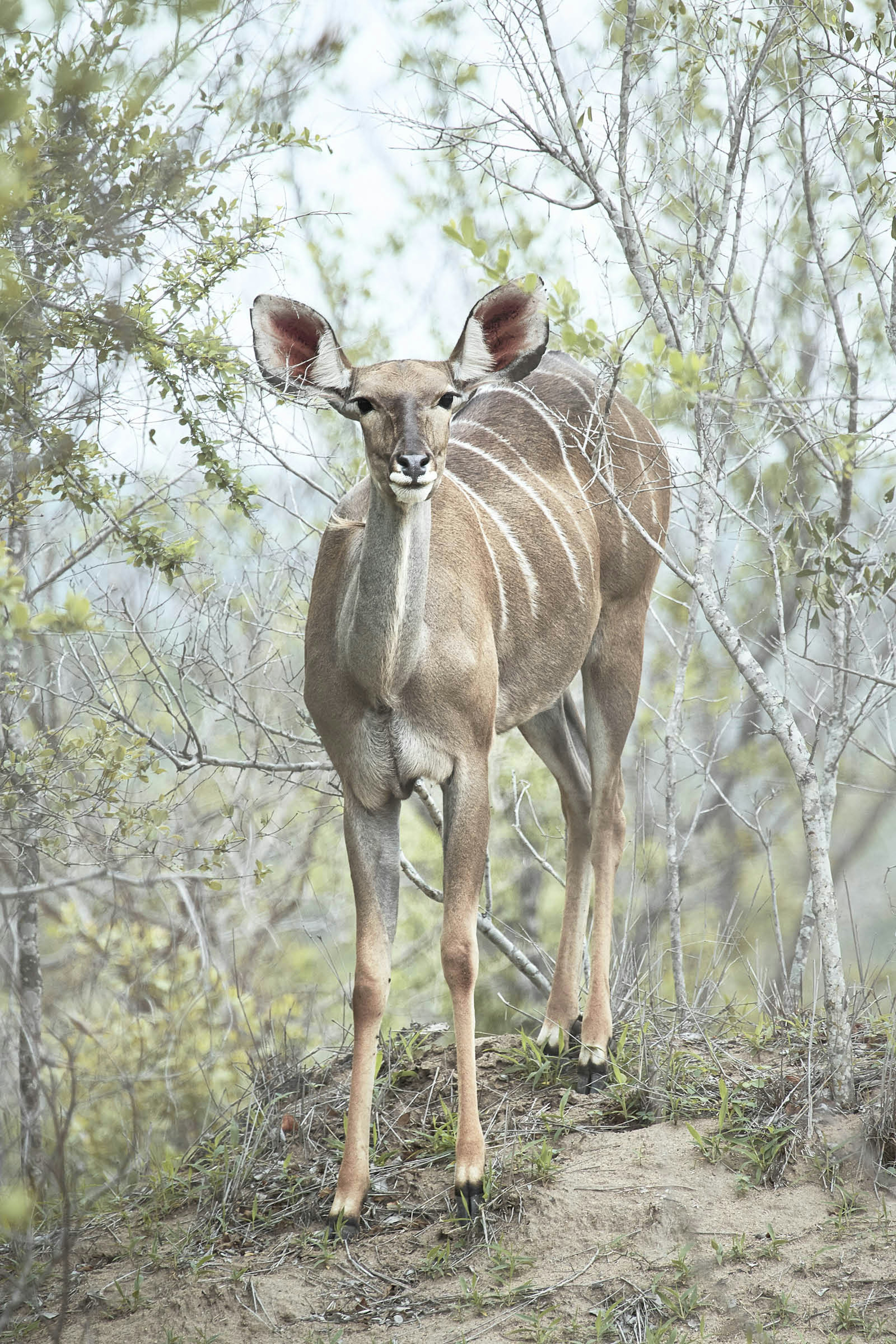 A female nyala antelope on the sidings of the Selati train line